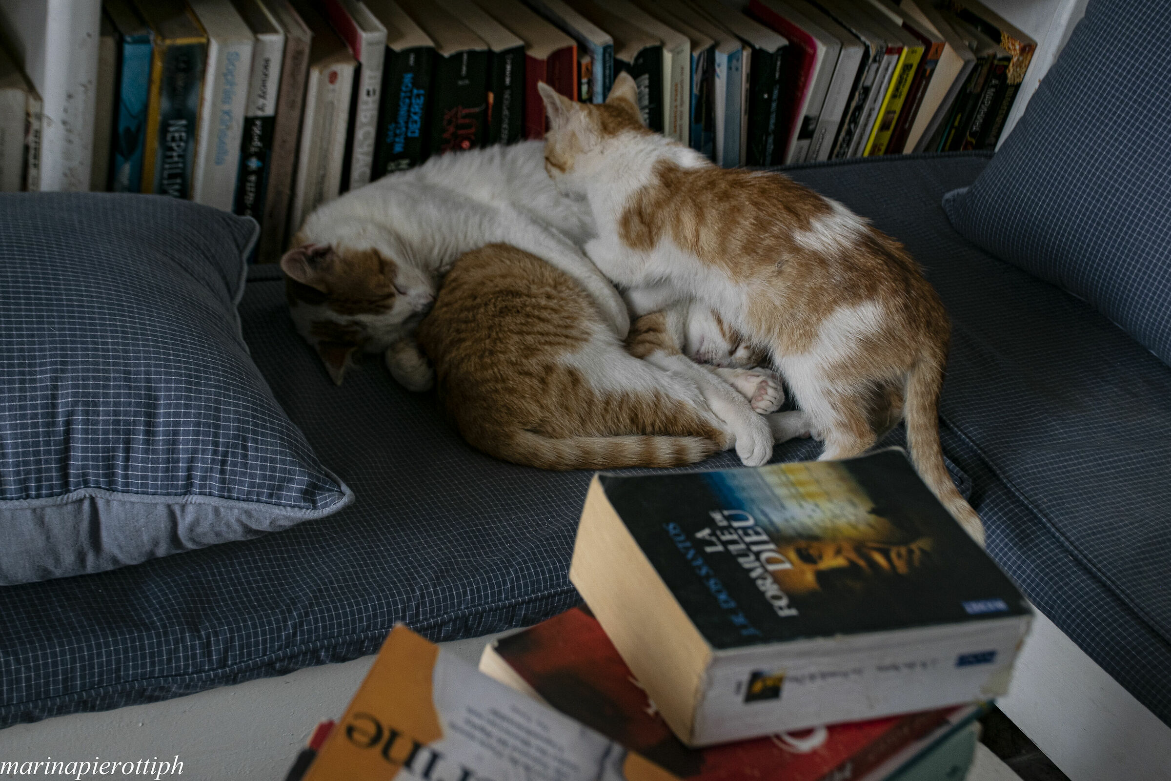 caffè libreria ad Essaouira