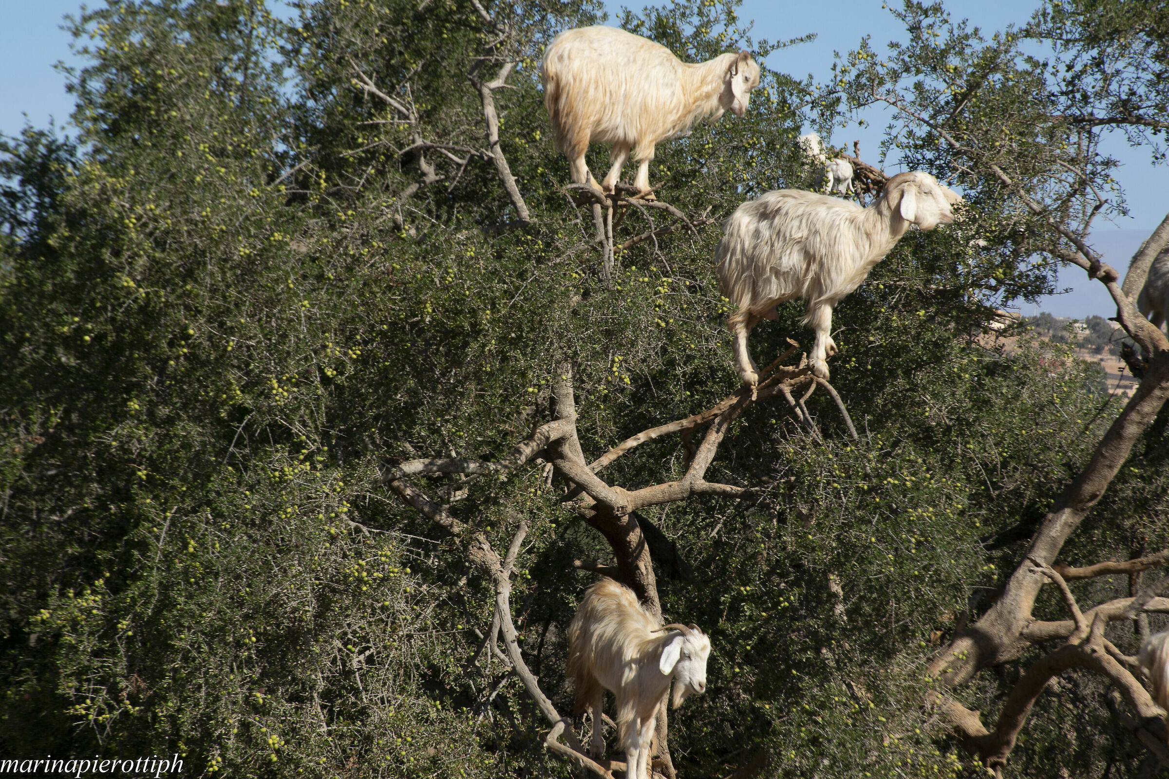 l'albero degli zoccoli