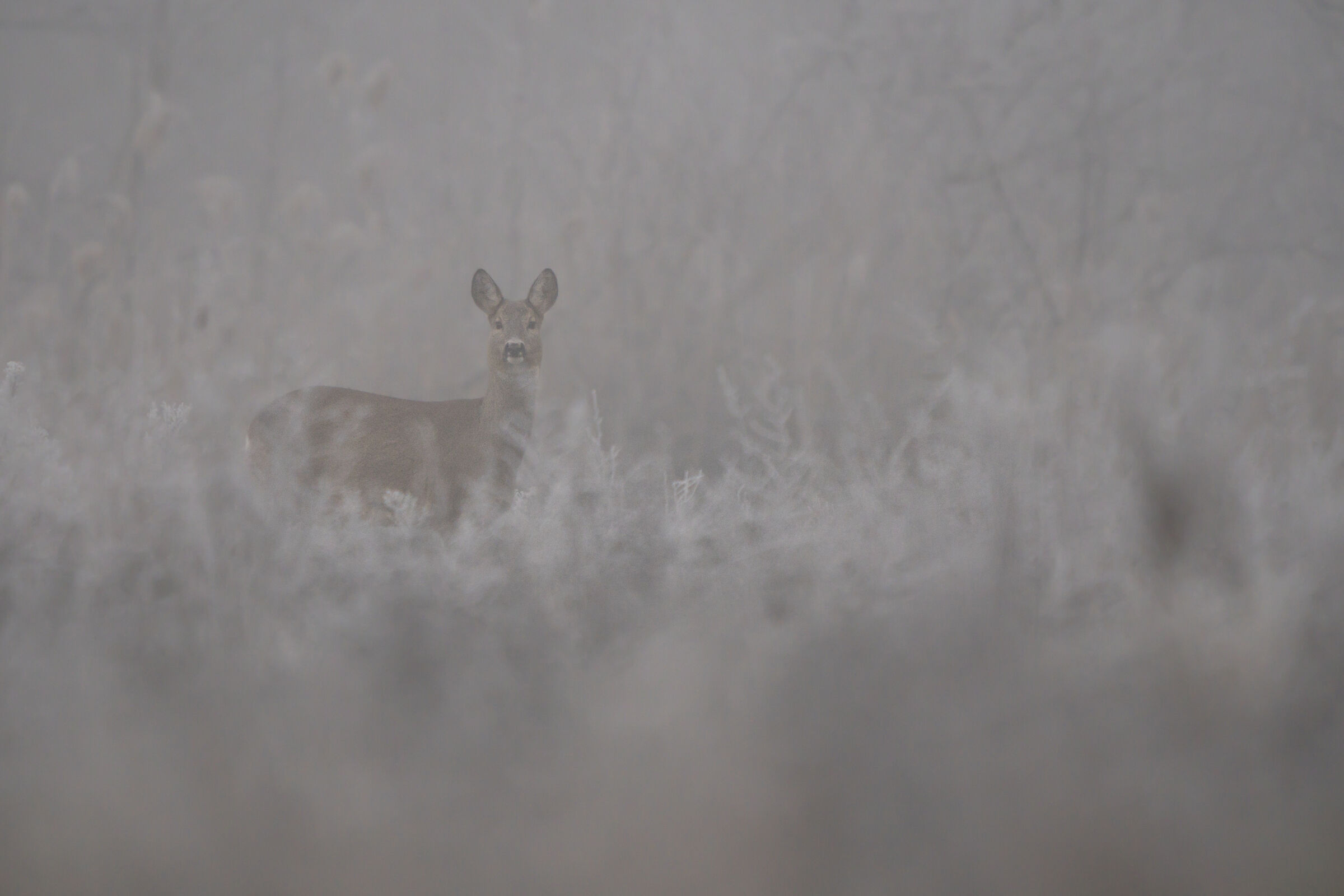 Frosty morning