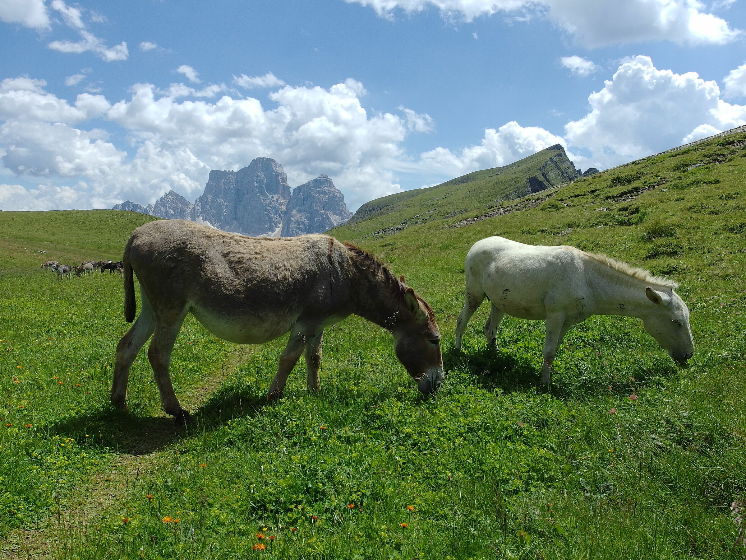Il Pelmo sul groppone