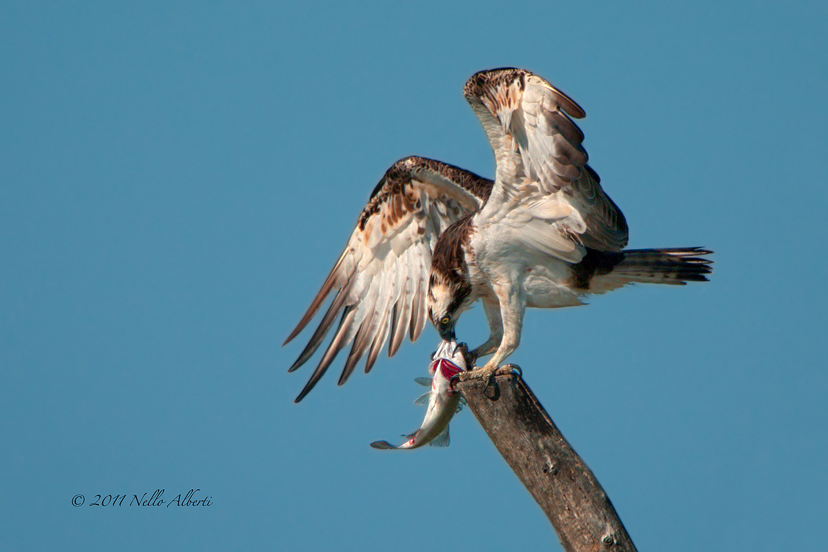 osprey with 2 bass