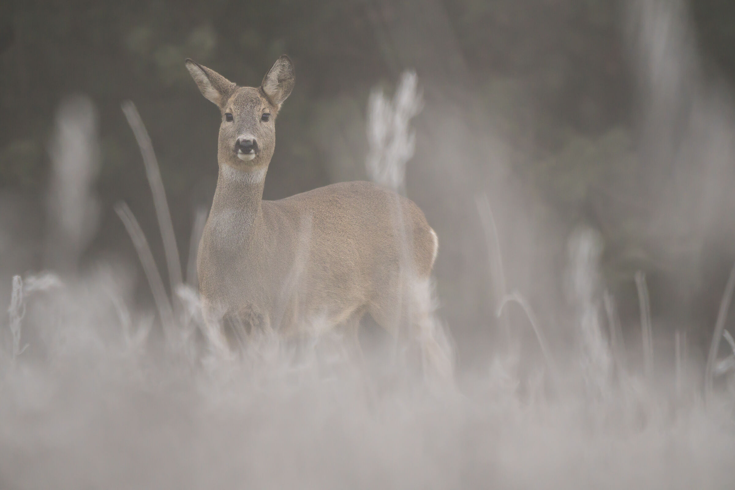 Roe deer (Capreolus capreolus)