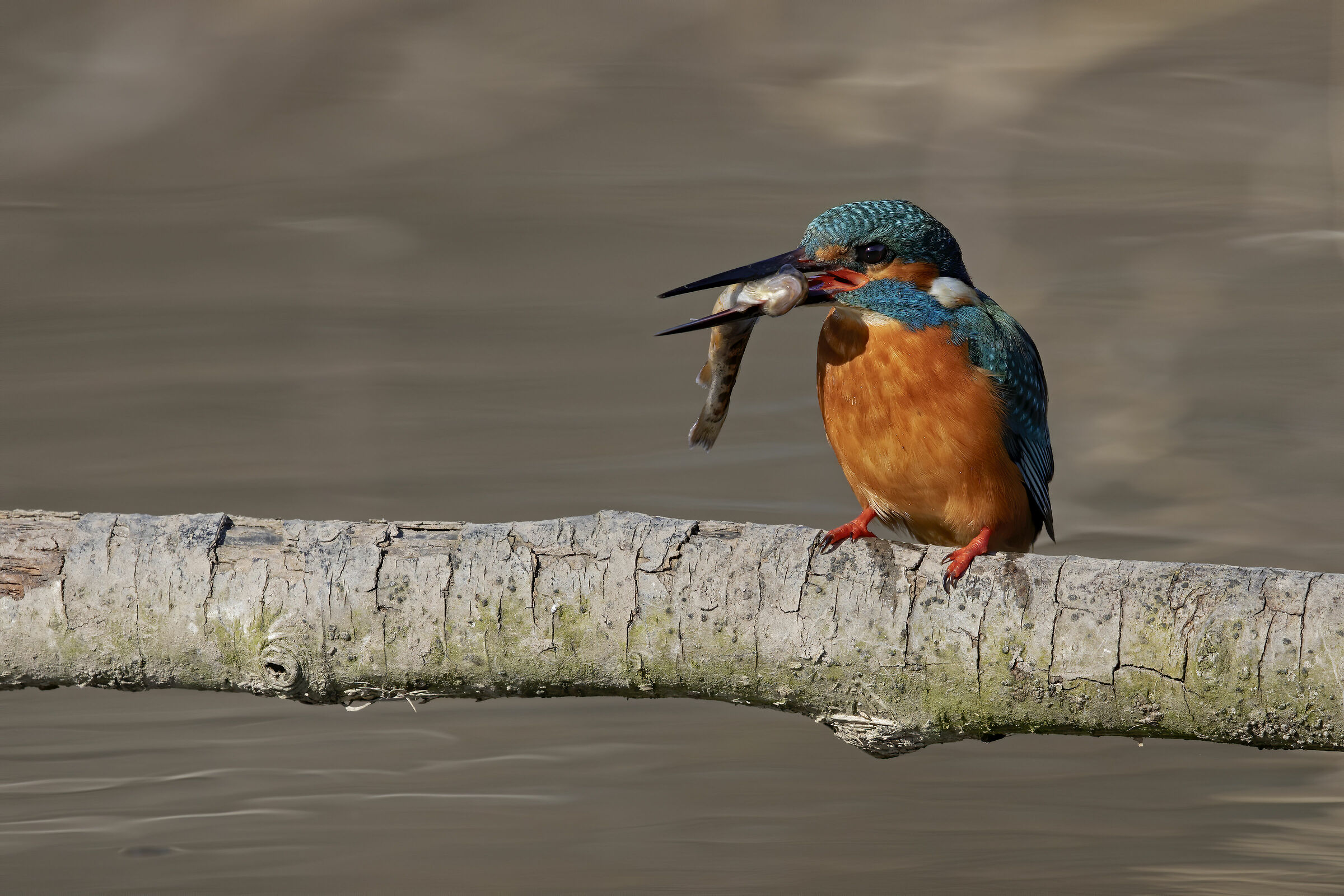 Martin Pescatore femmina