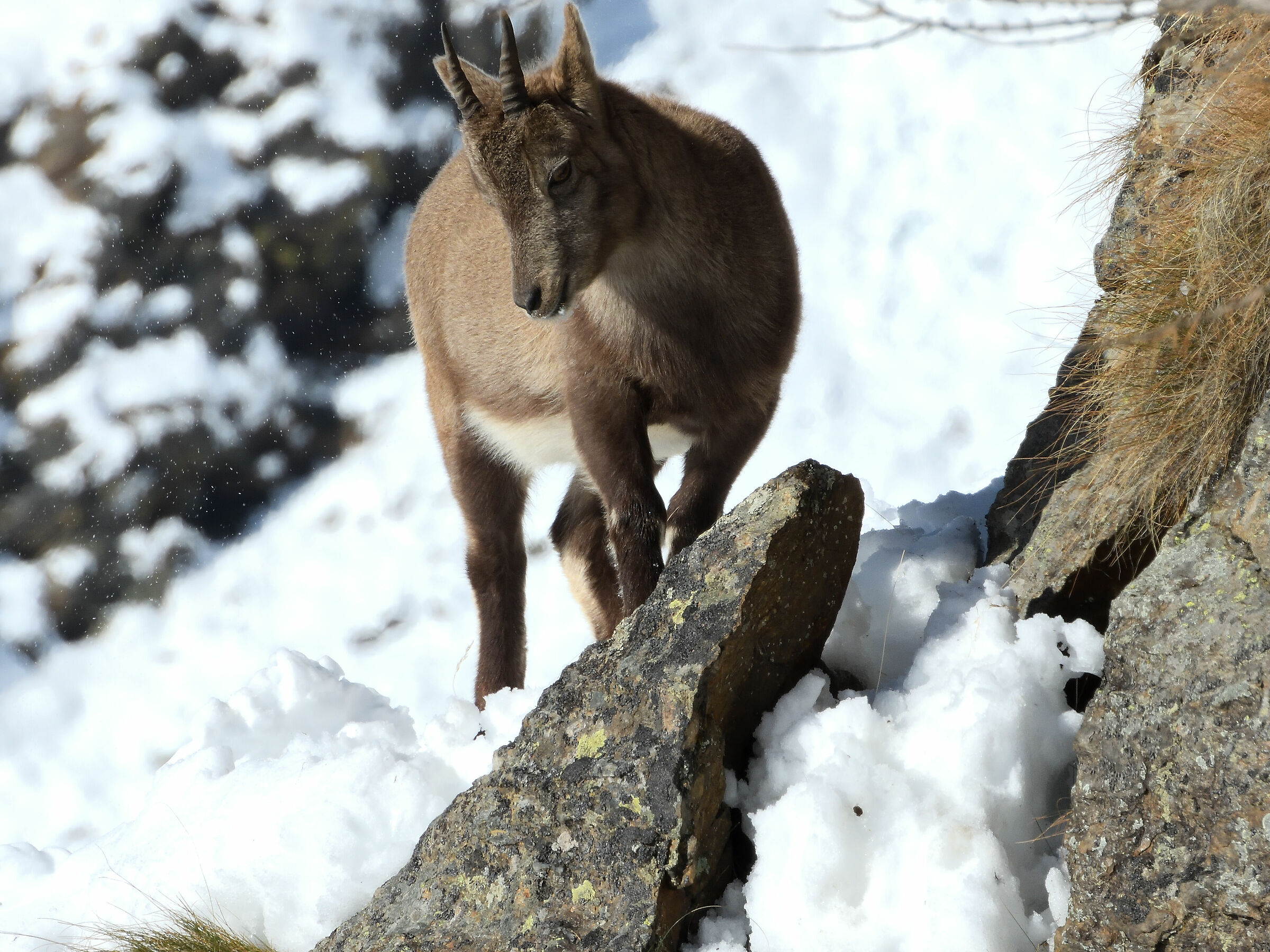 Ibex, Stelvio Park