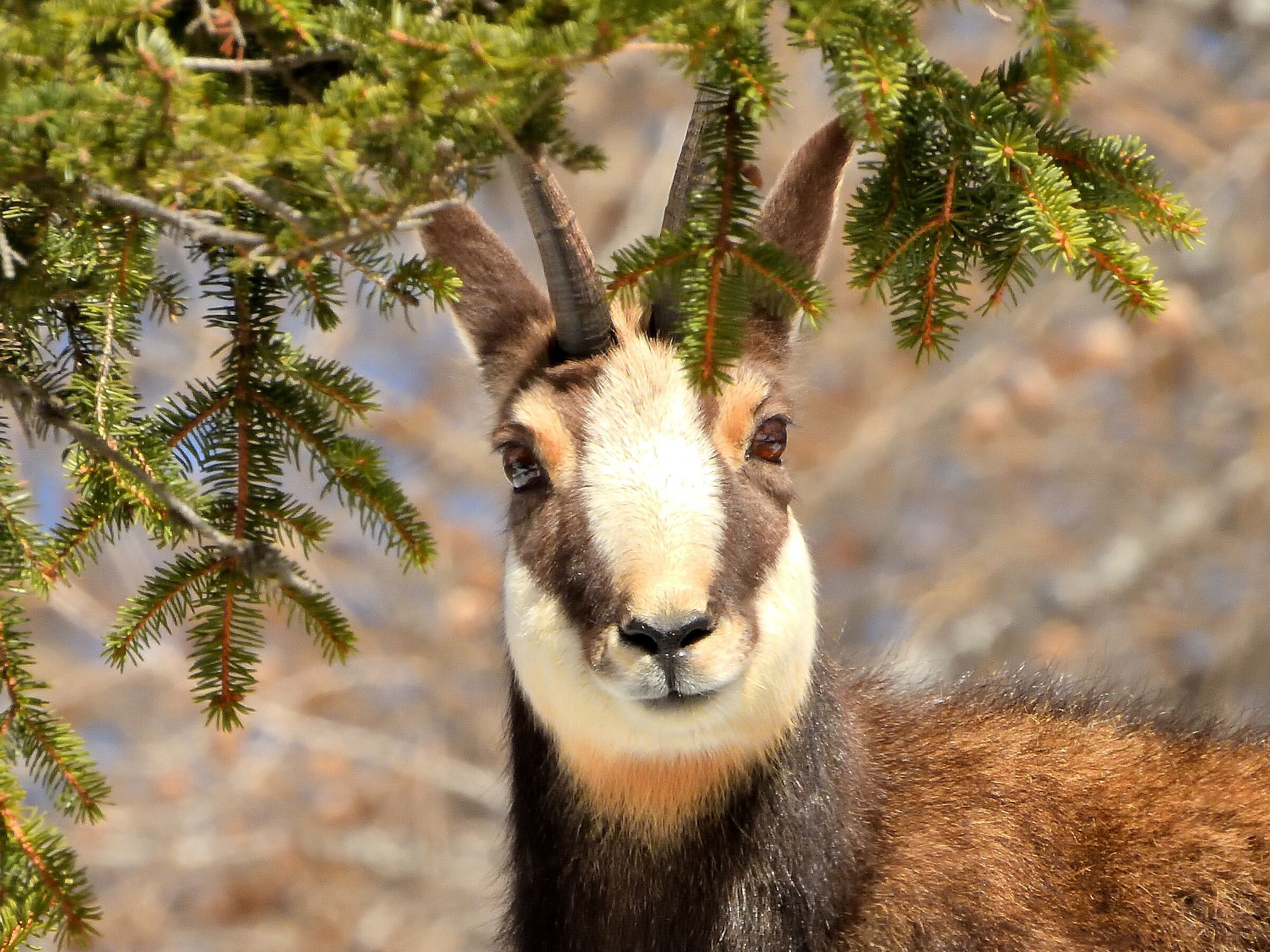 Chamois, Stelvio Park
