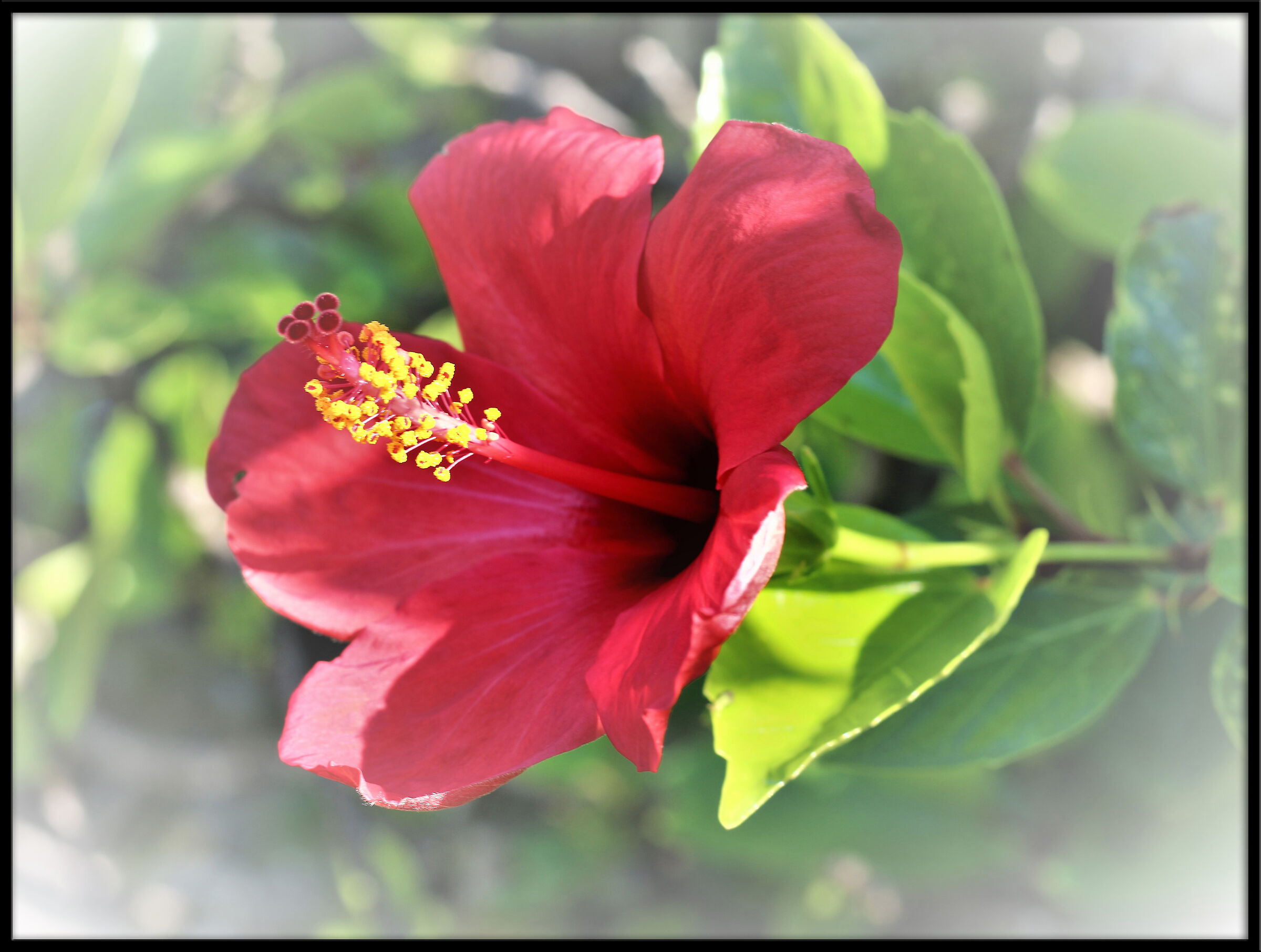 Hibiscus