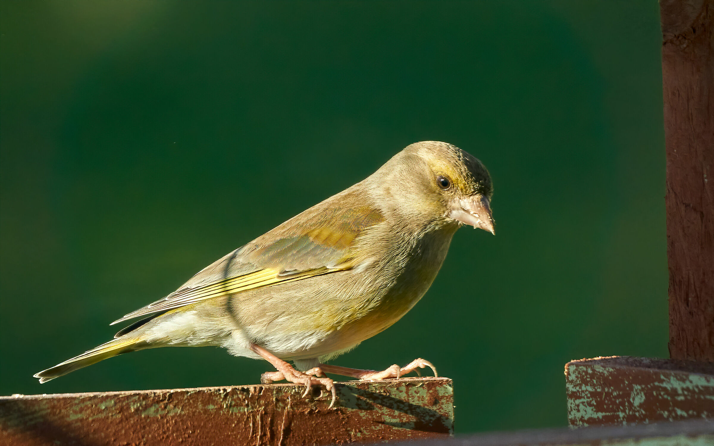Verdone maschio - Colli Tortonesi - 15.02.20