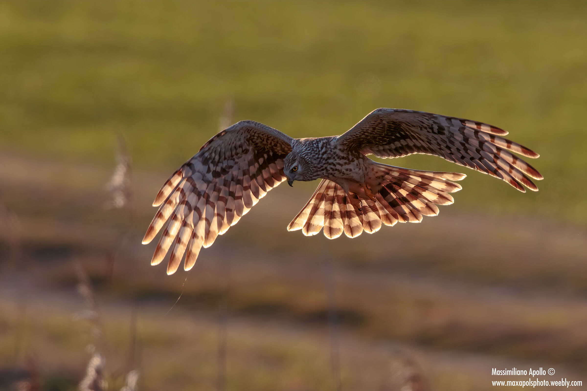 caccia in controluce...