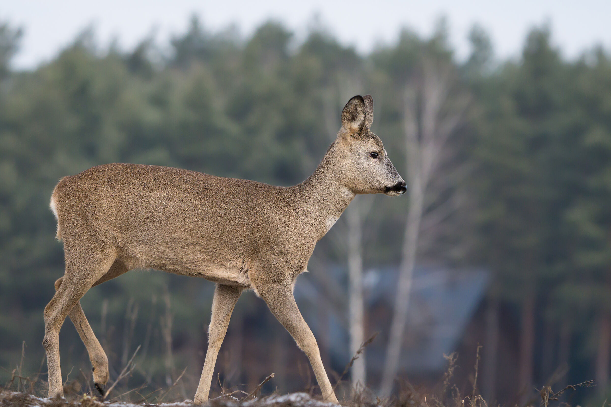 Roe deer (Capreolus capreolus)