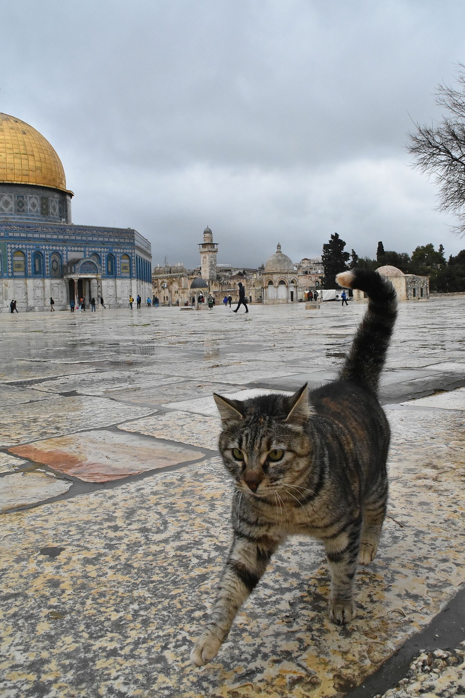 "Jerusalem Cat"