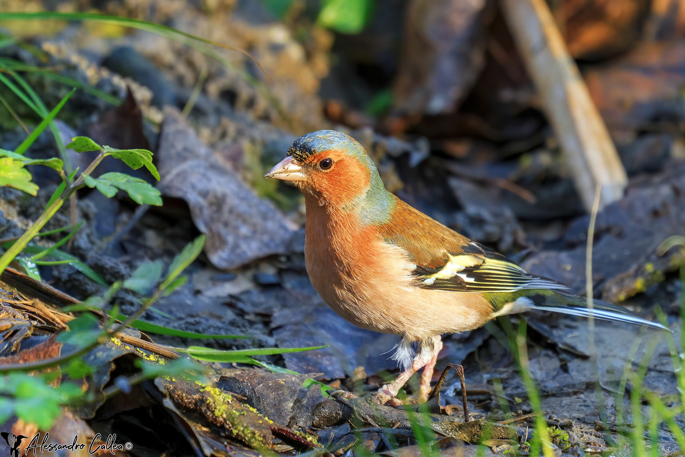 Finch walking in the woods
