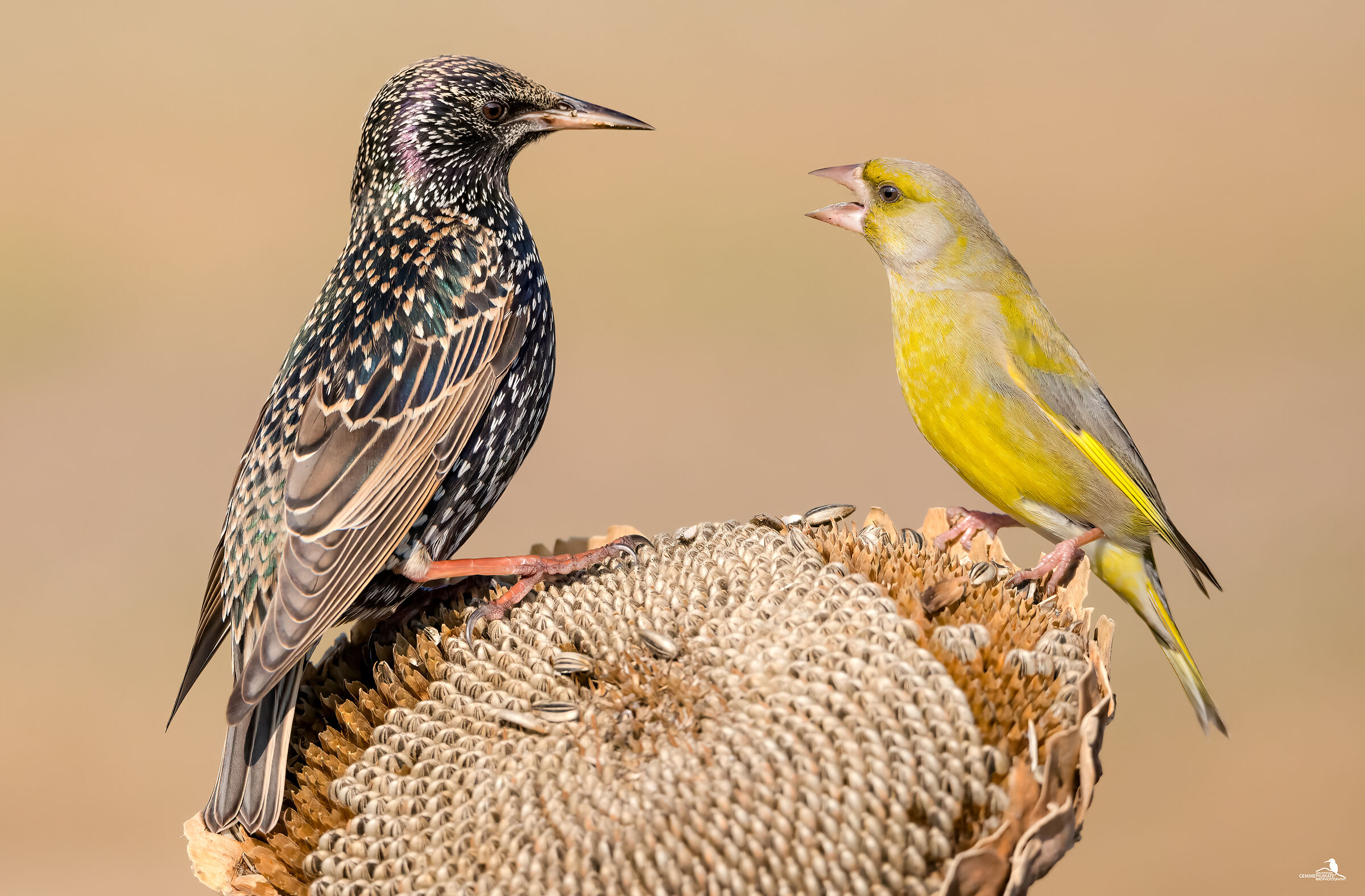 Around and Verdone... an unusual pair