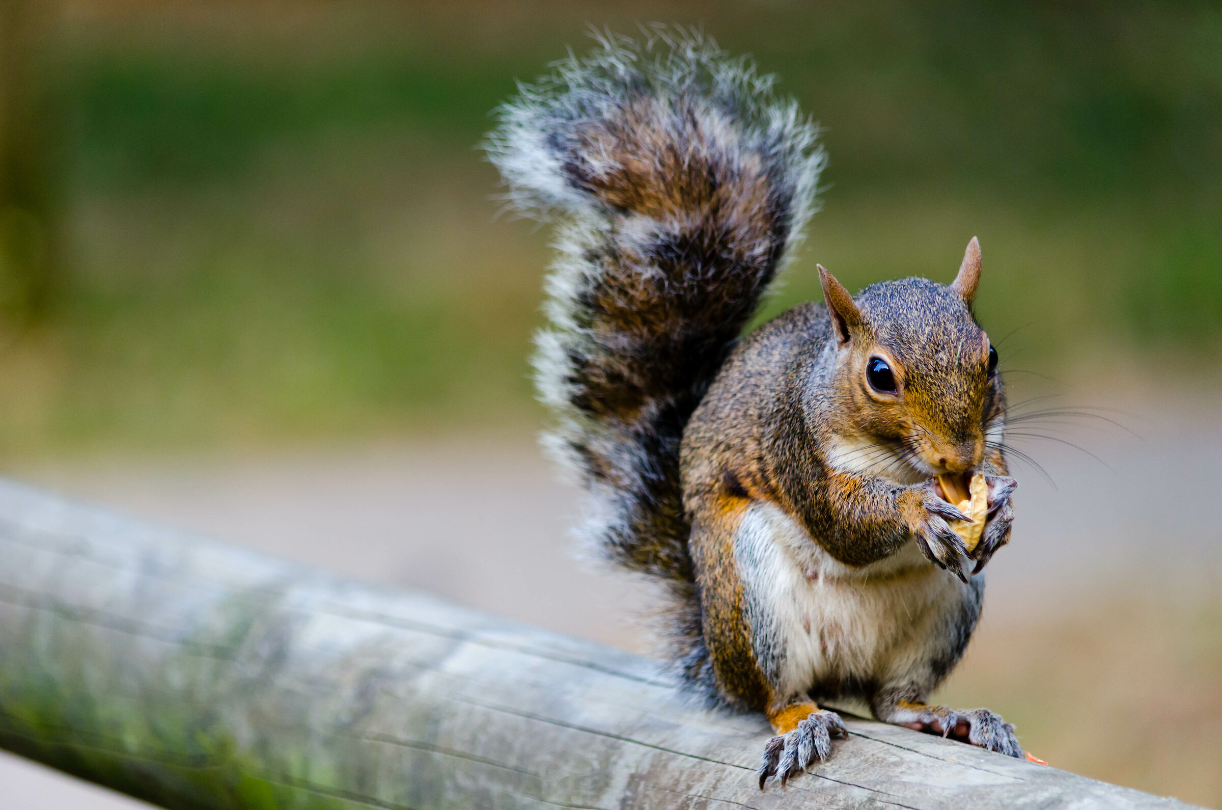 Parco Castello, Legnano