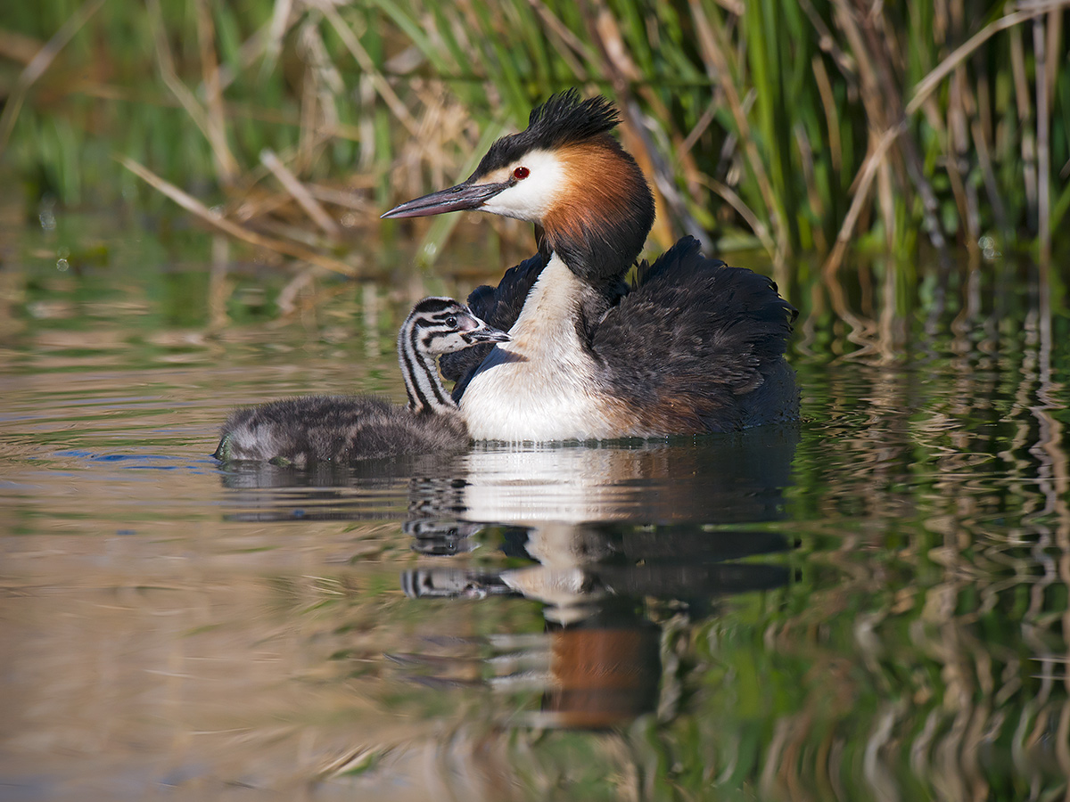 Svasso maggiore con piccolo