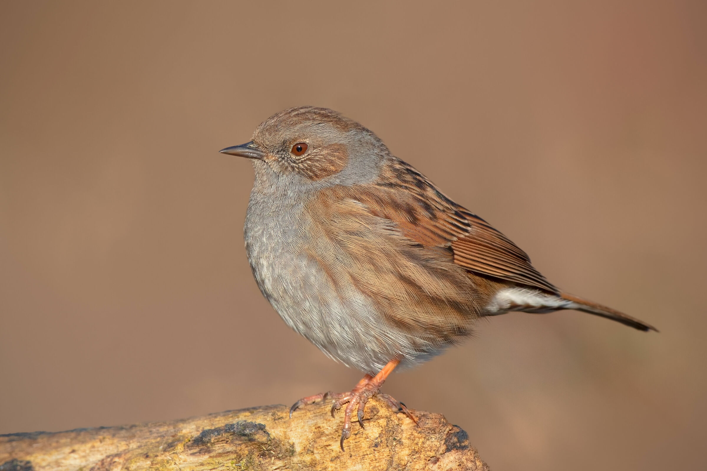 Passera scopaiola ( Prunella modularis) 5K
