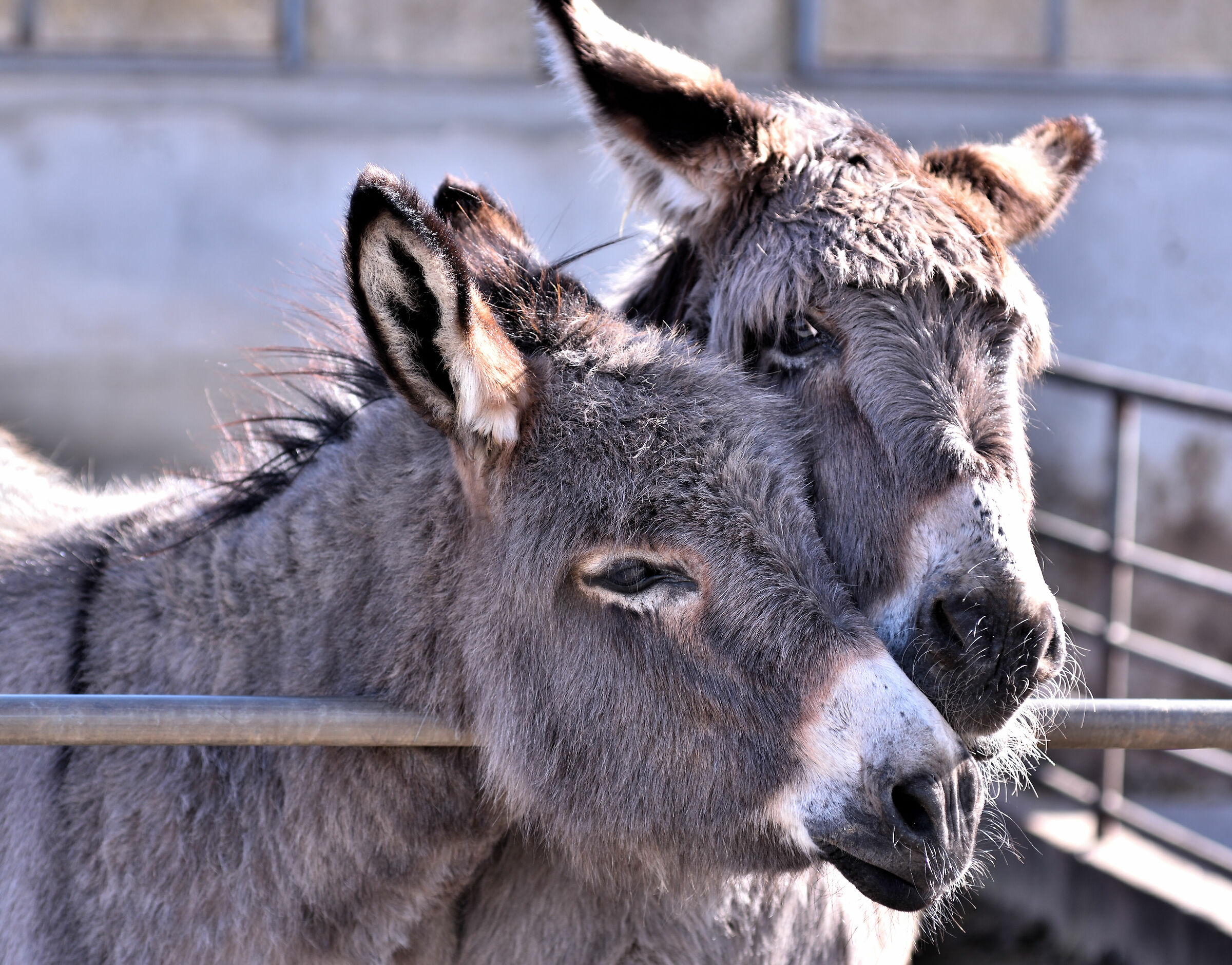 They posed.