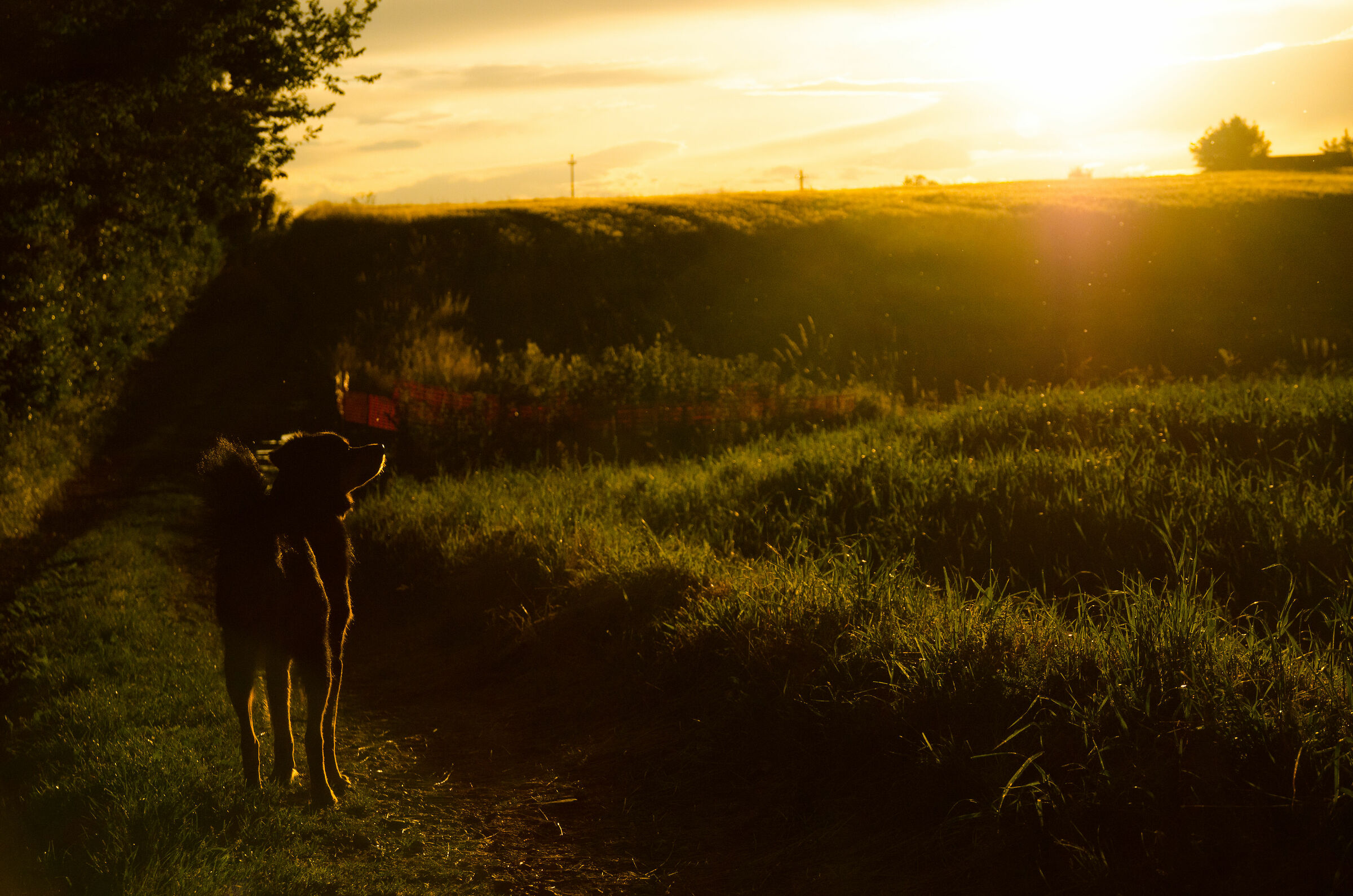Cane in contemplazione