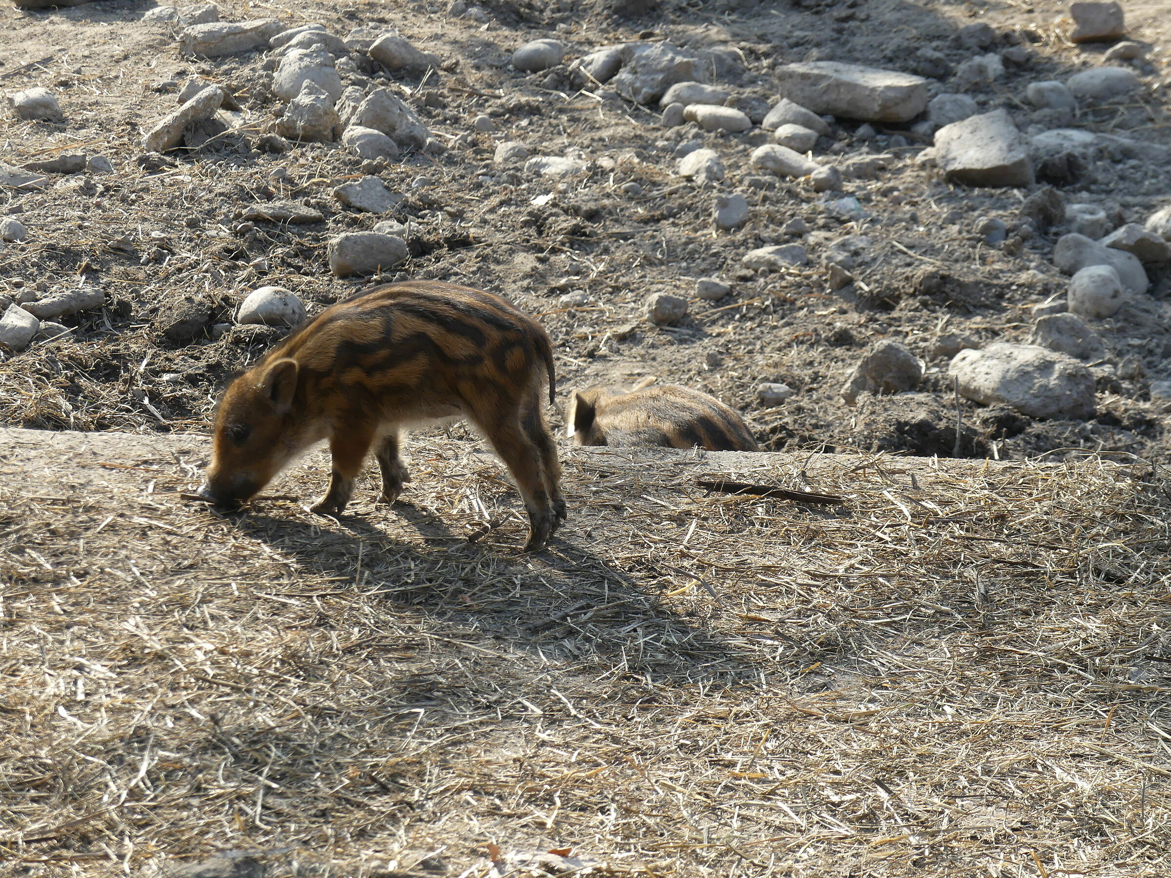 The Lonely Little One