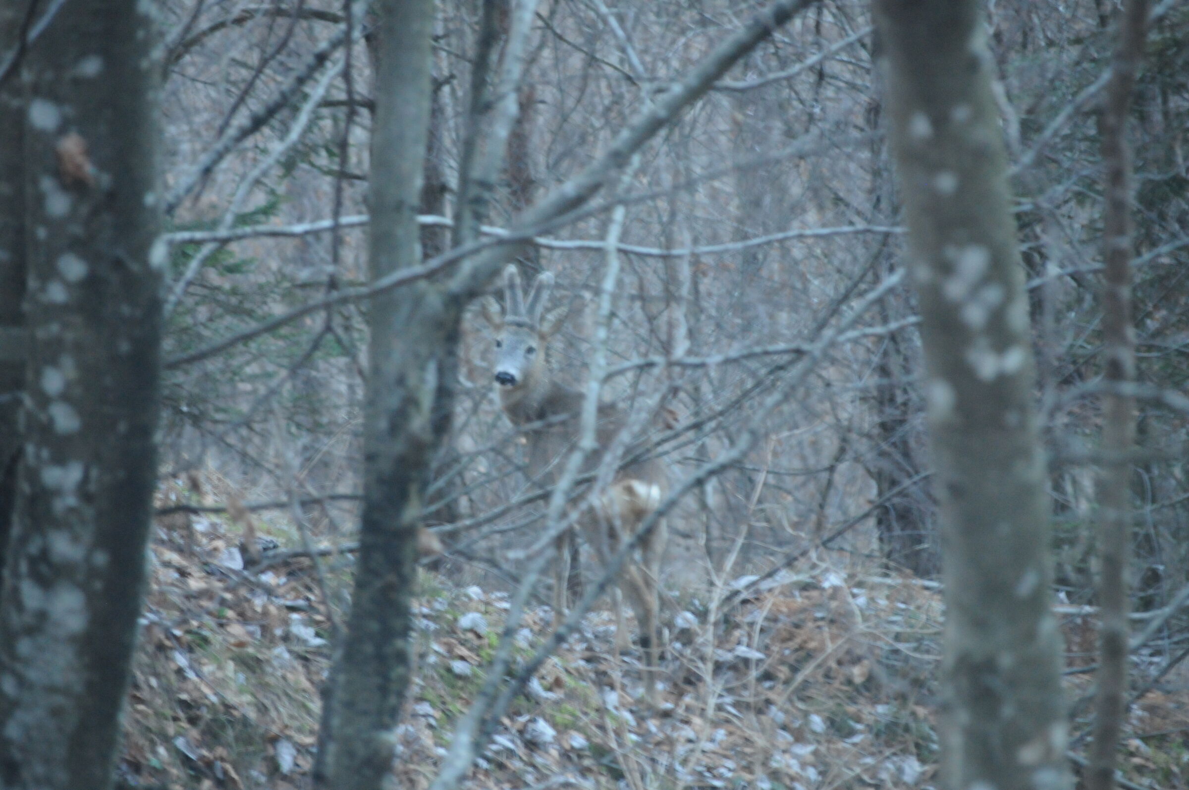 Roe Deer 1