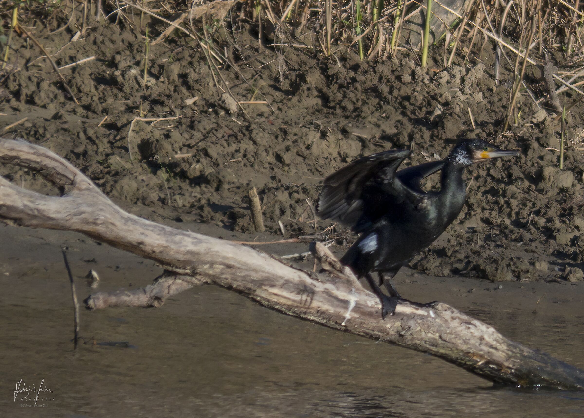 Heron