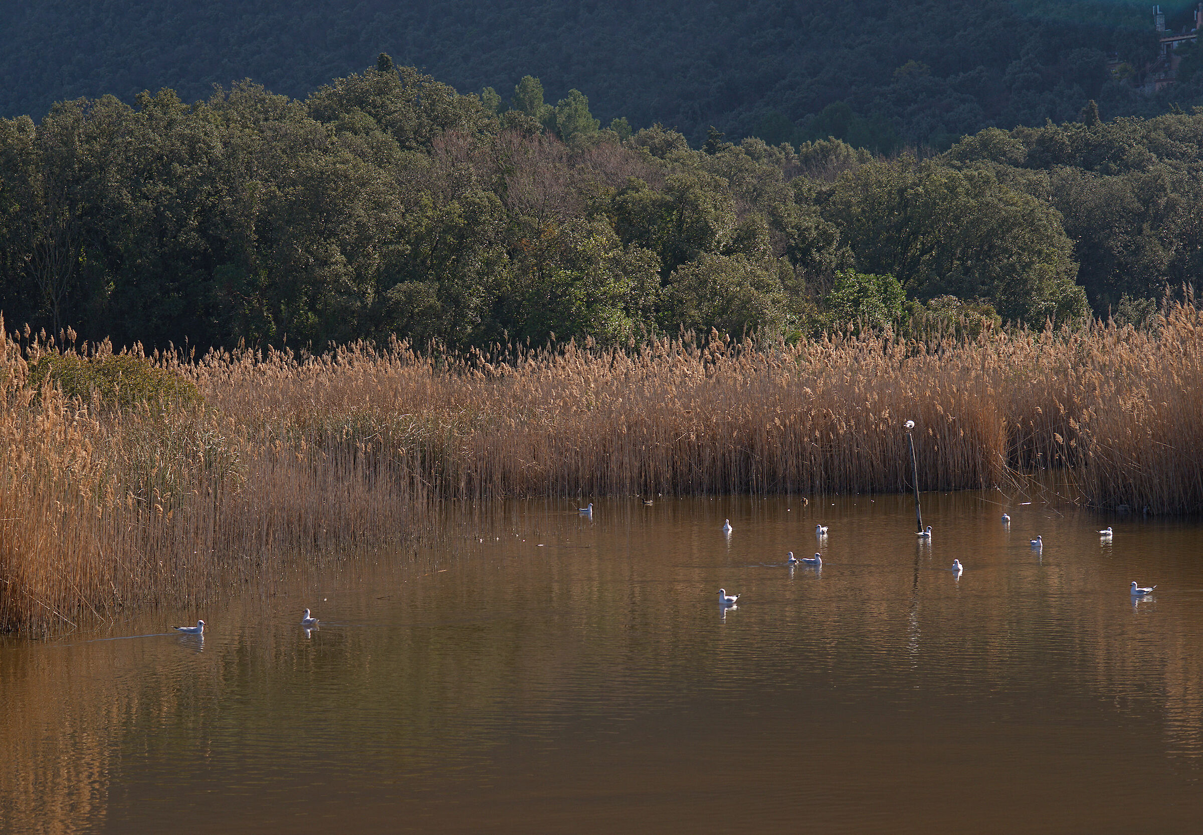 Lago grande (Parco del Conero)