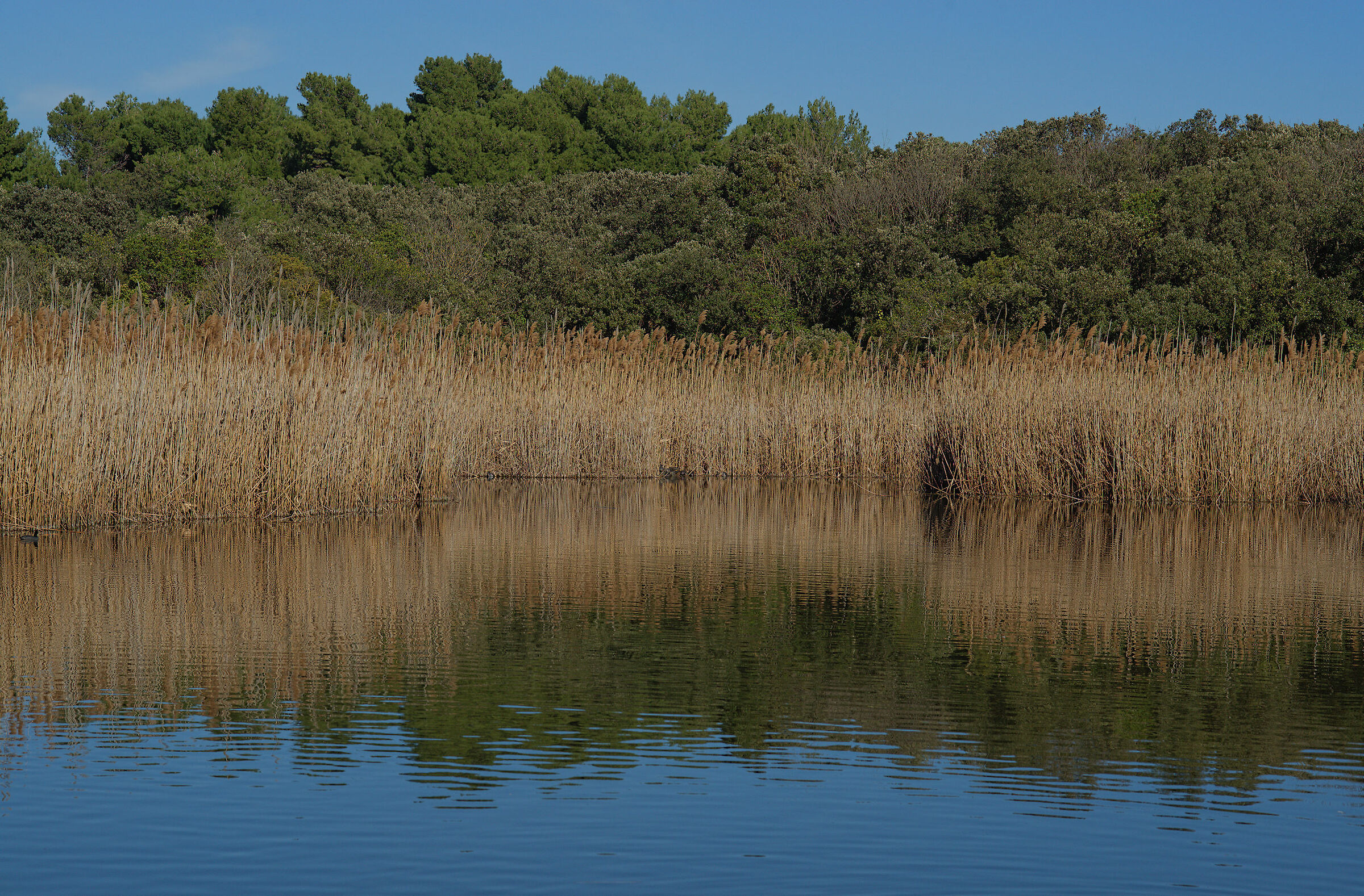 Lago grande (Parco del Conero)