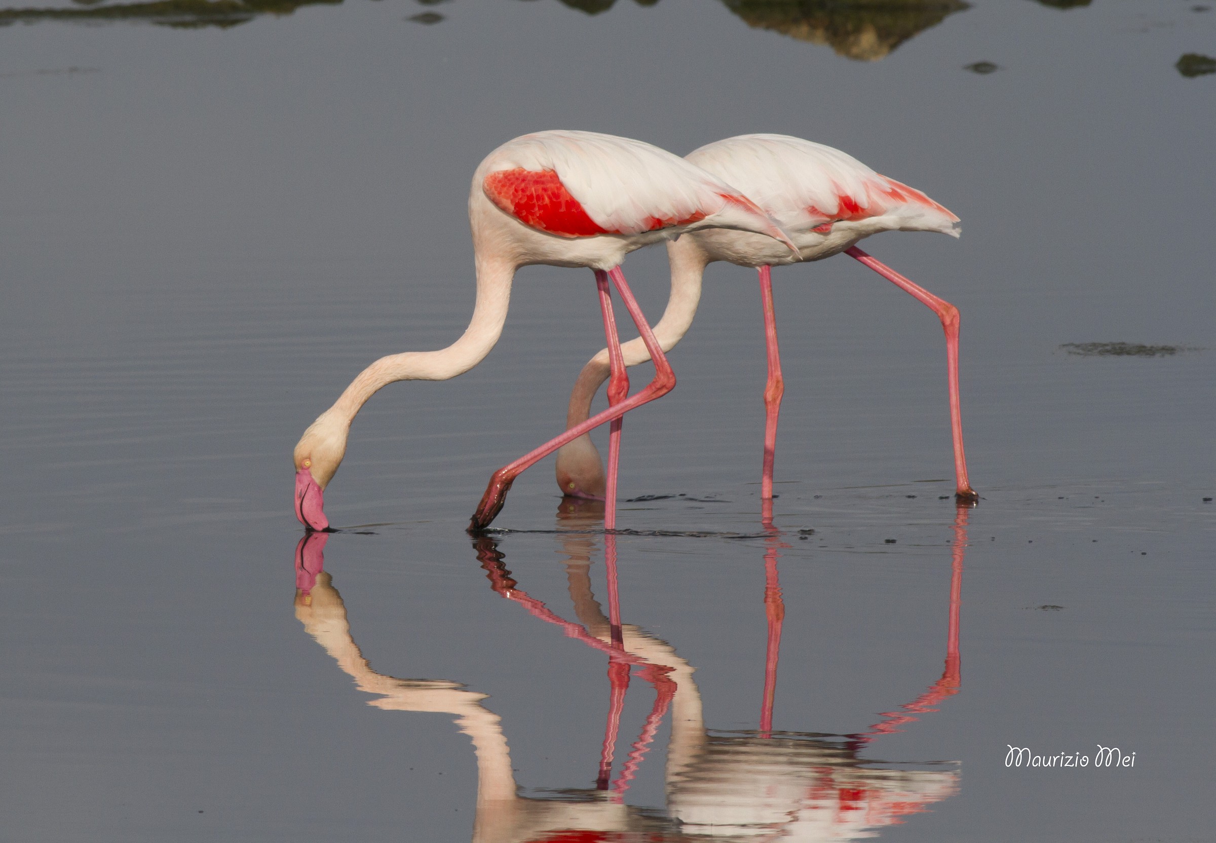 Natural Oasis Santa Gilla - Sardinia - Flamingos