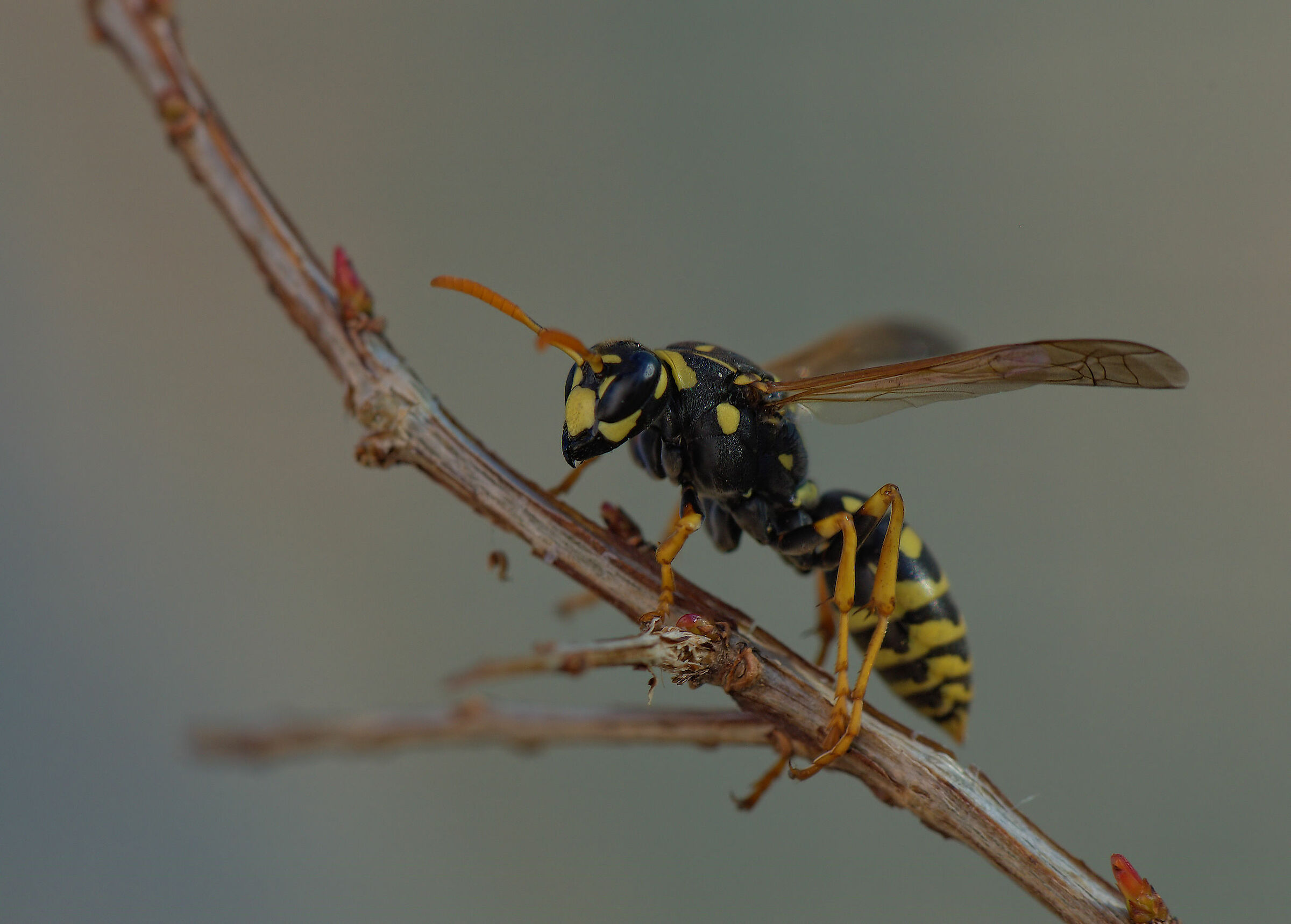 Wasp