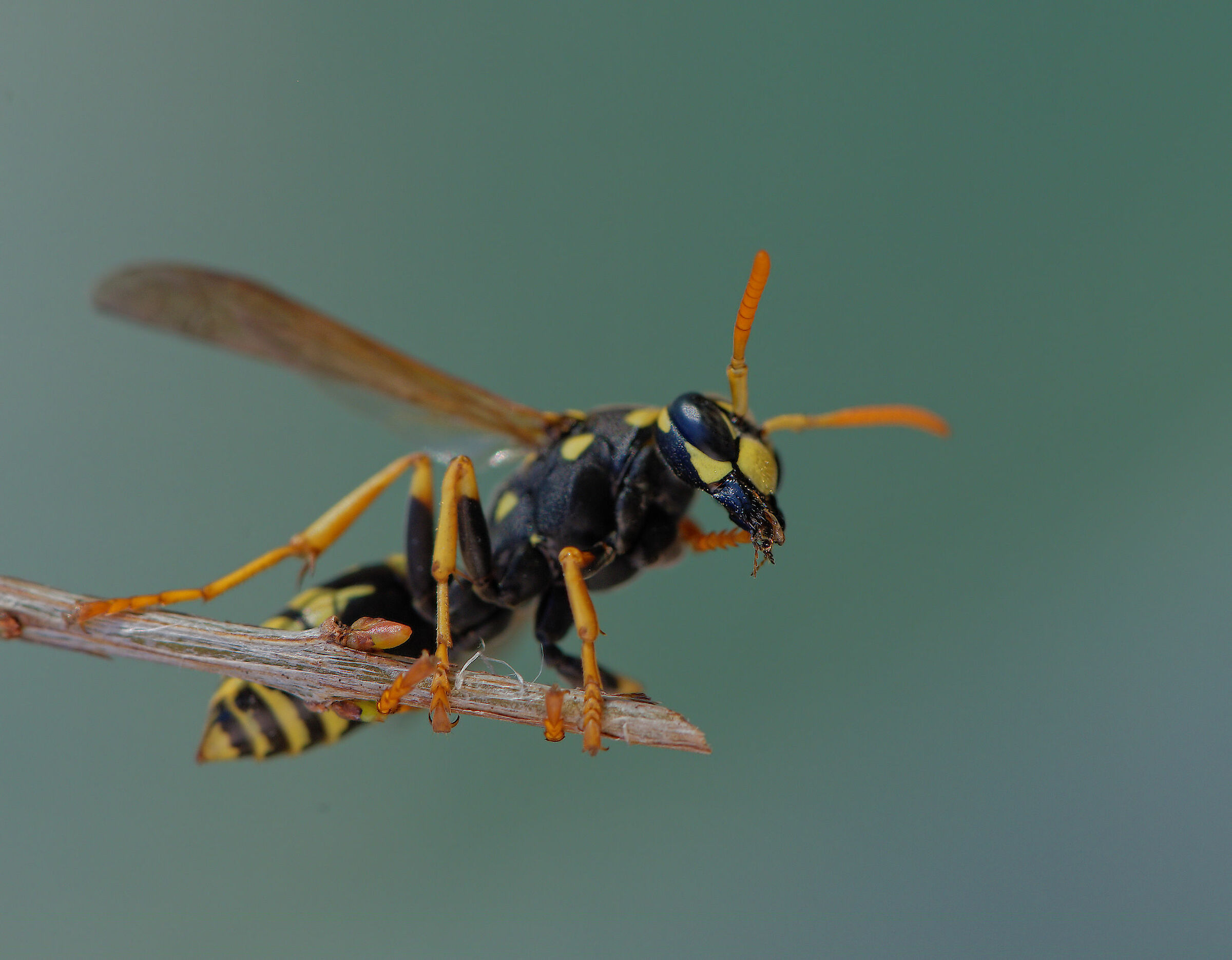 Wasp