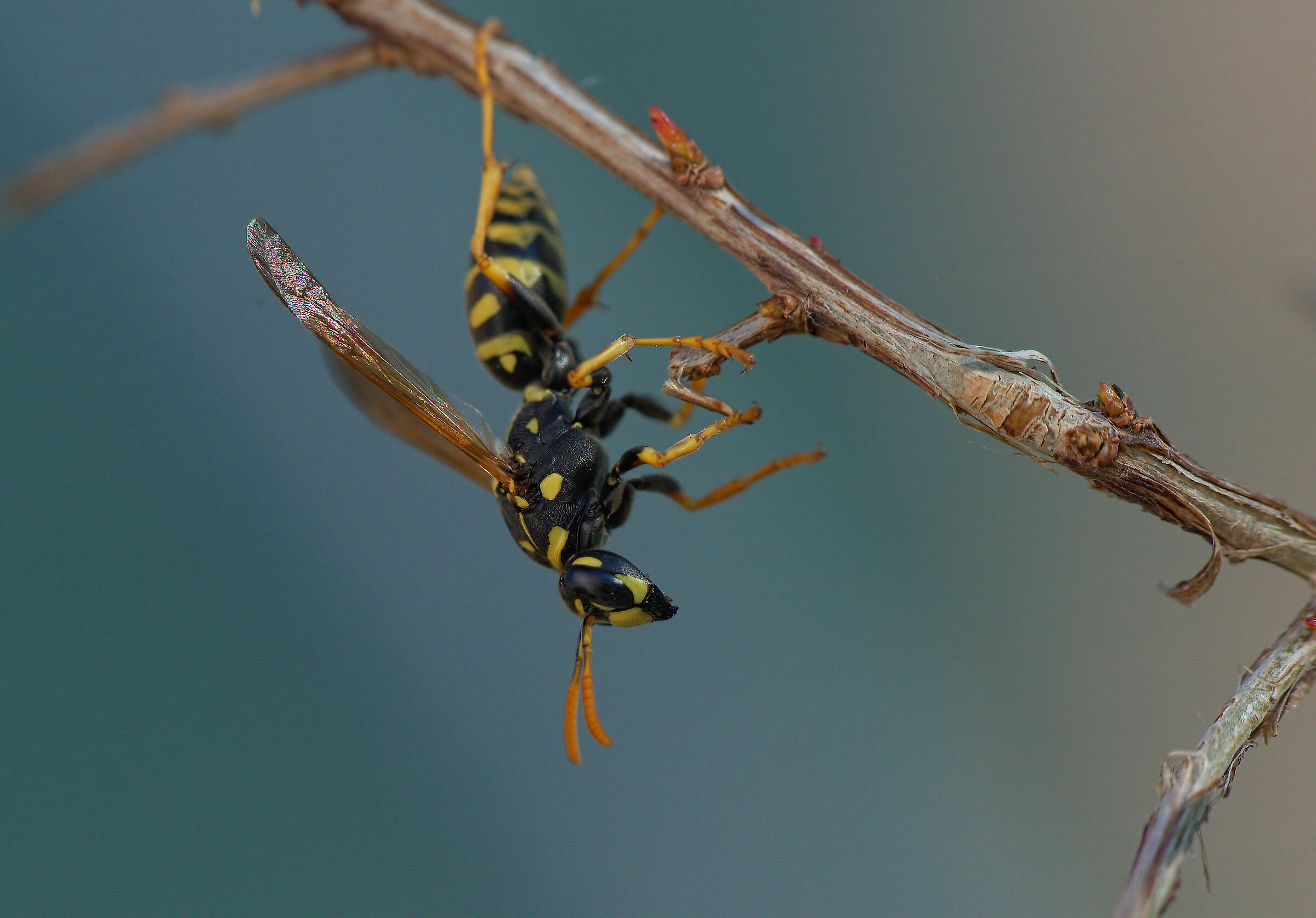 Wasp