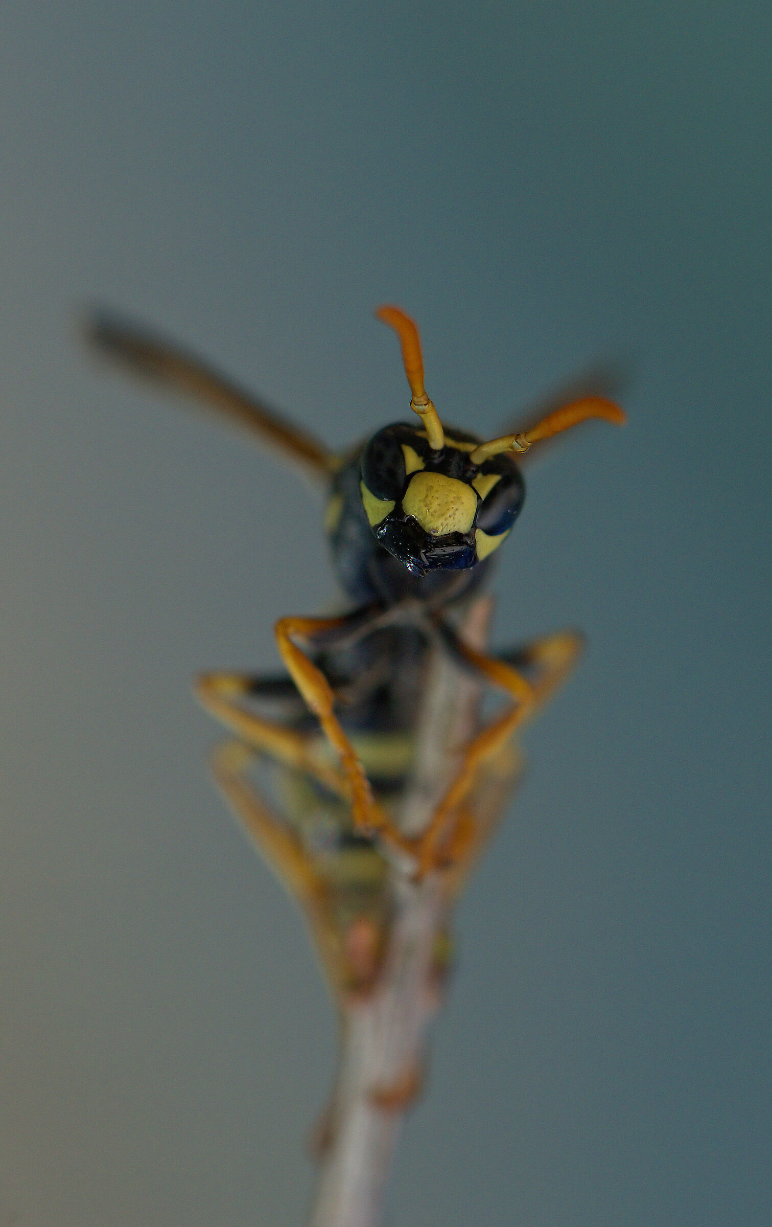 Wasp
