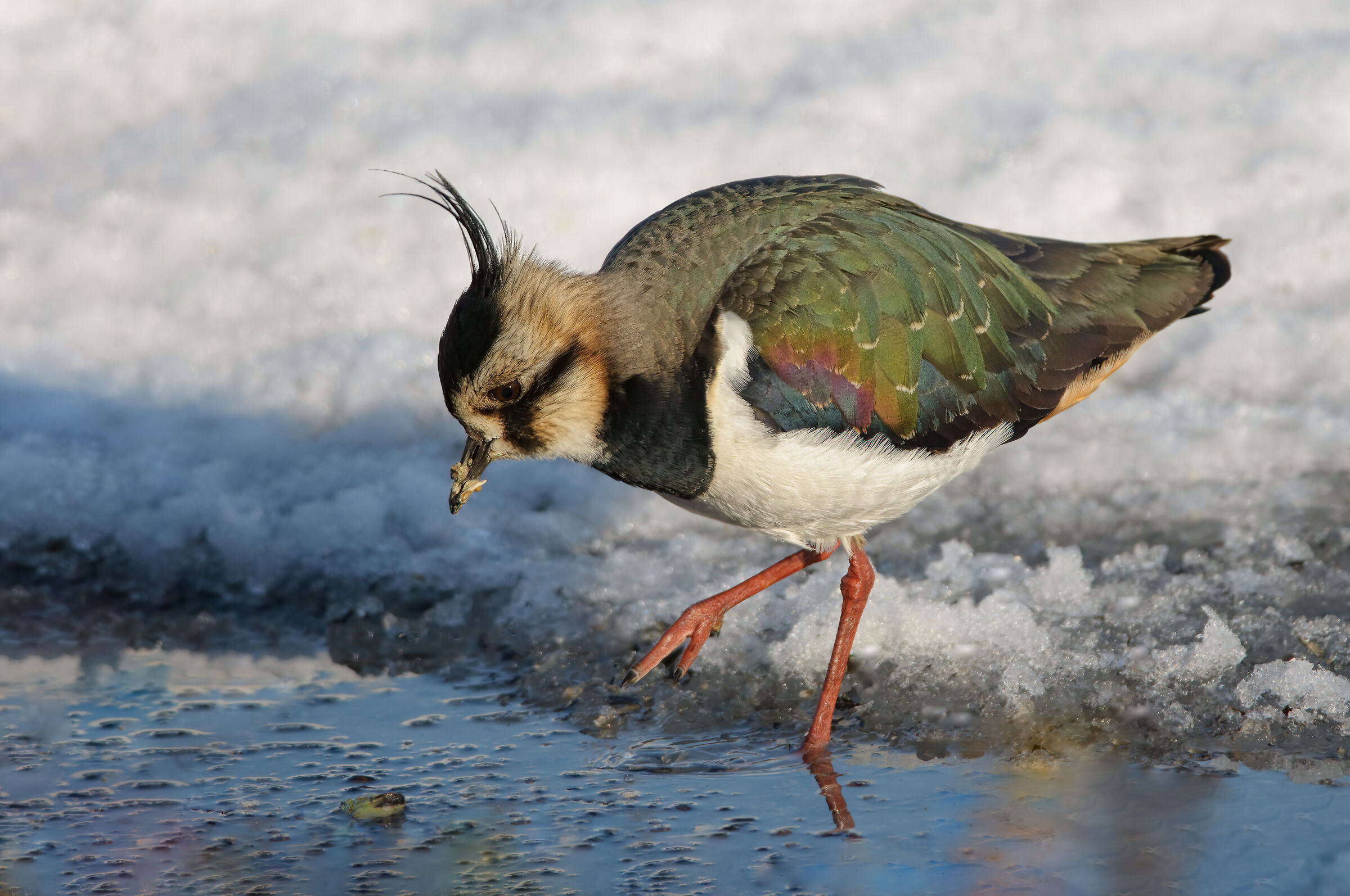 Pavoncella (Vanellus vanellus)