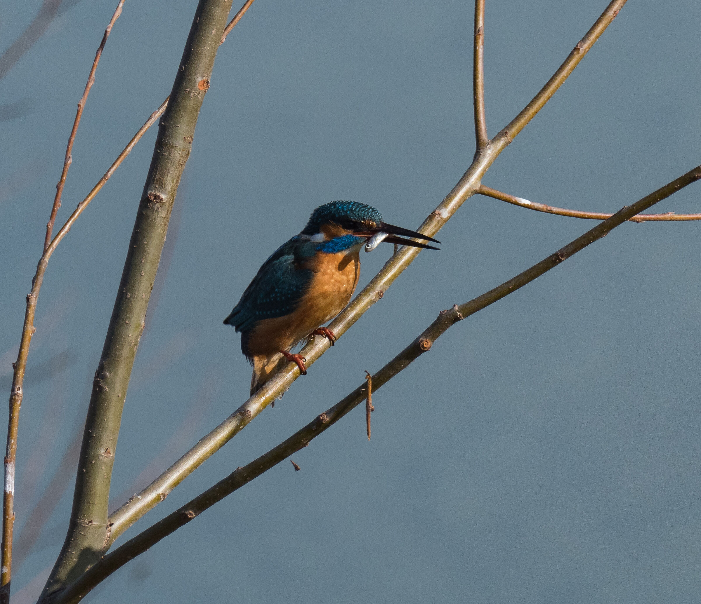 Martin Fisherman (Alcedo atthis)