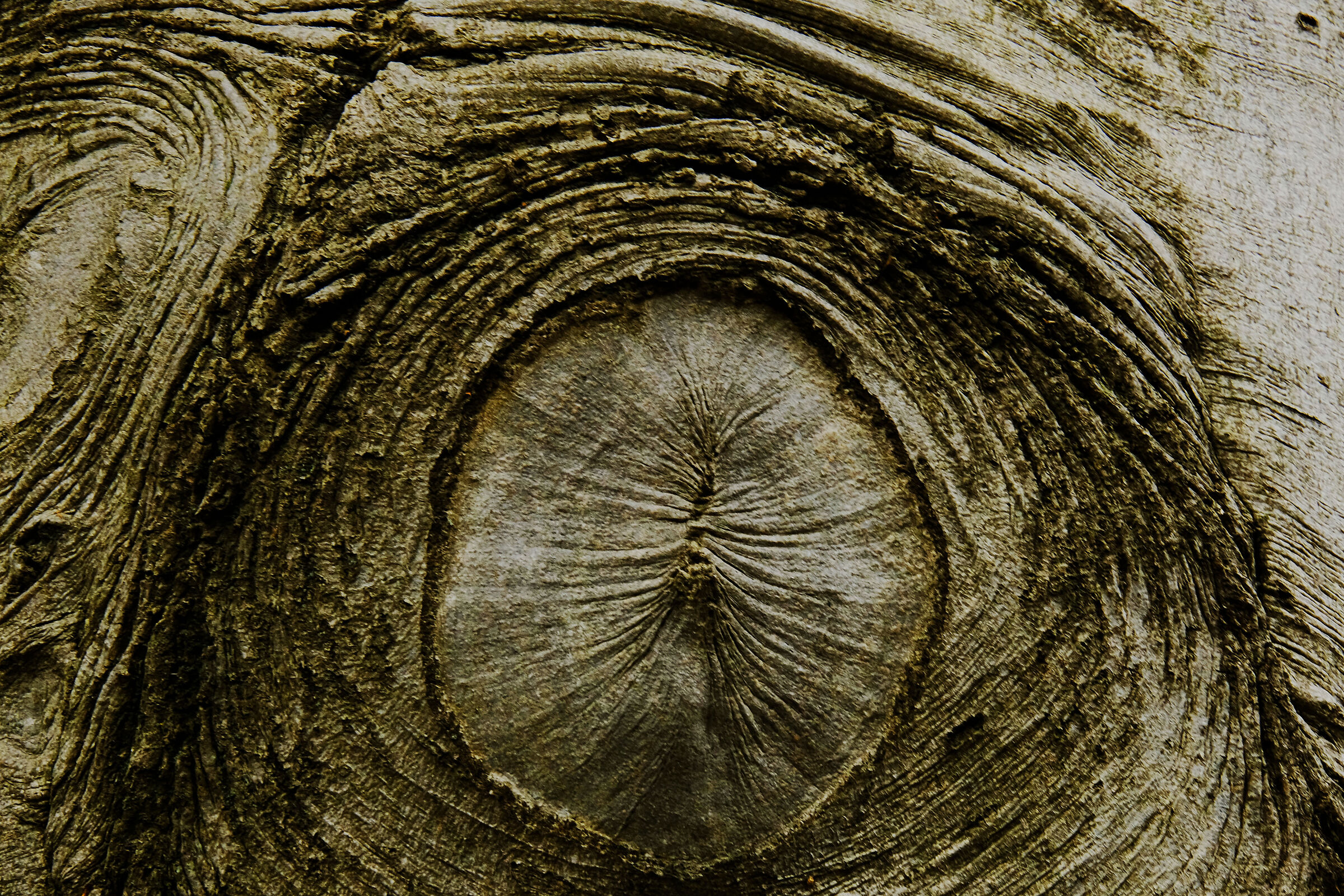 Lo sguardo dell' albero