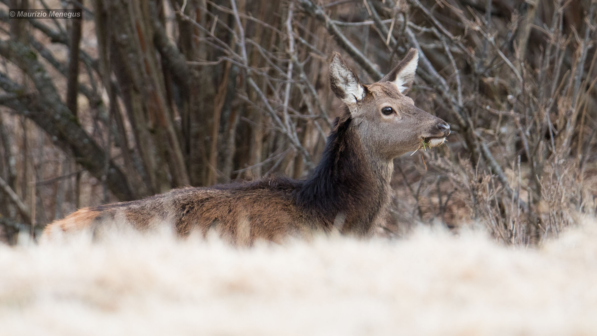Giovane cervo maschio