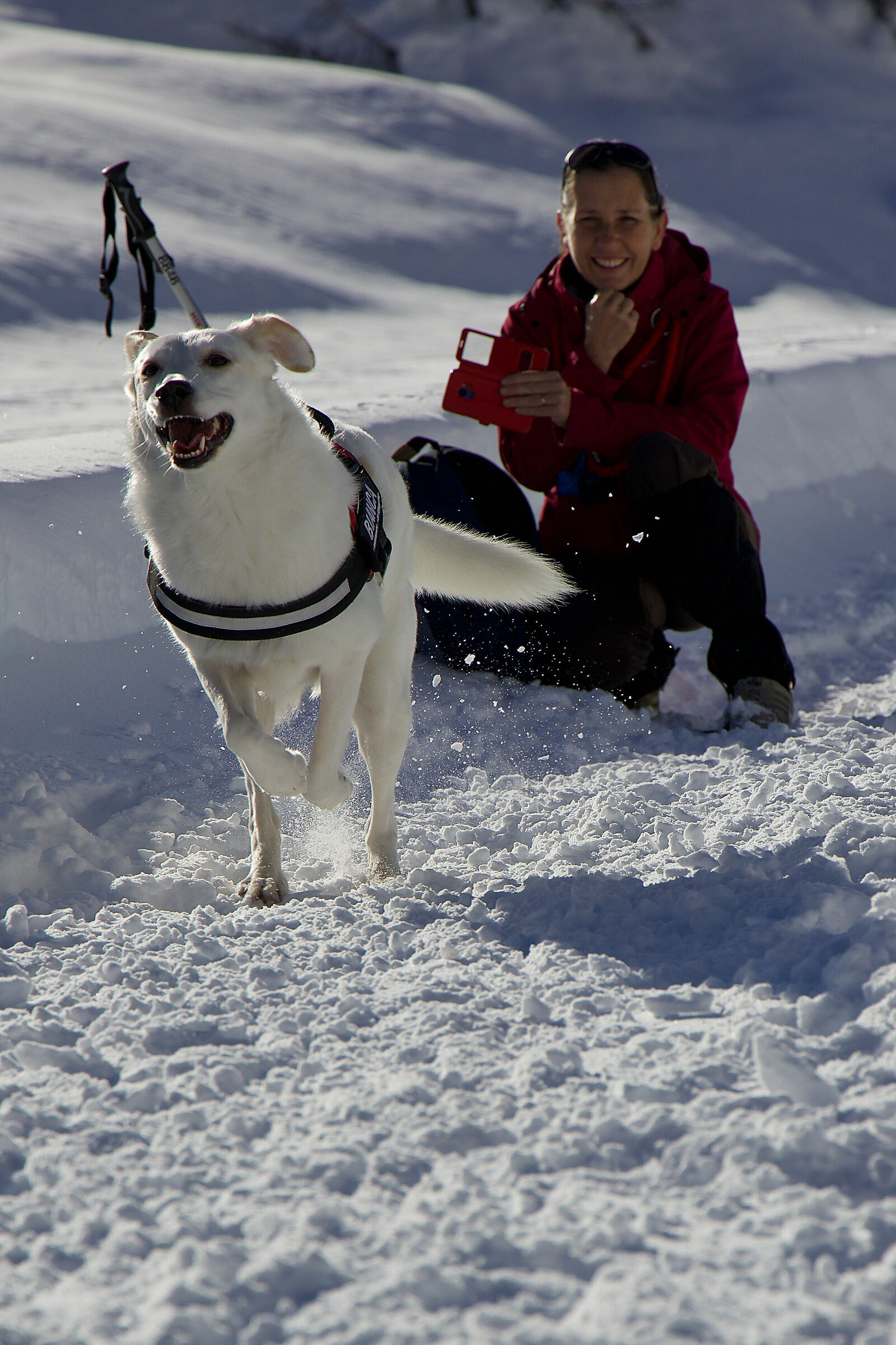 White running in the snow