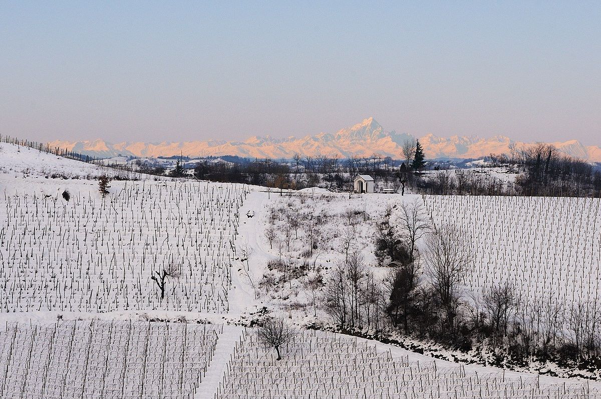 vineyards, Monviso and snow