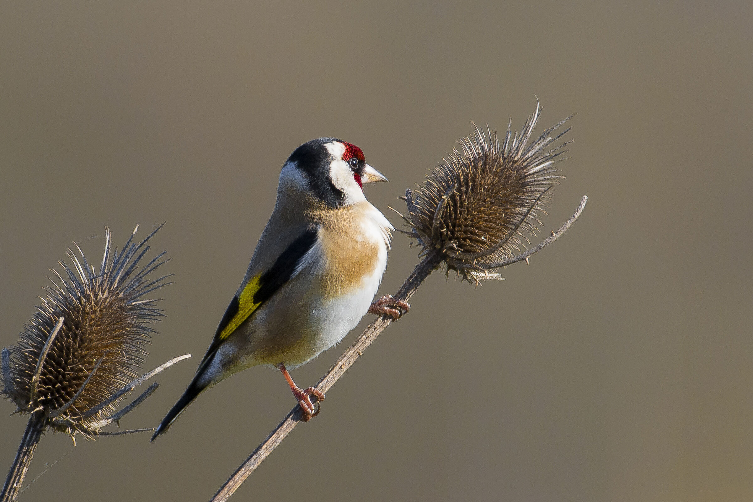 Cardellino