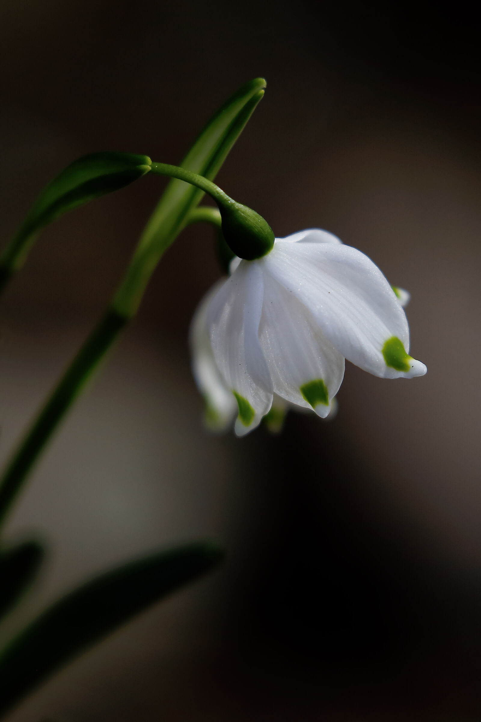 Spring has arrived in the Frahlingstal