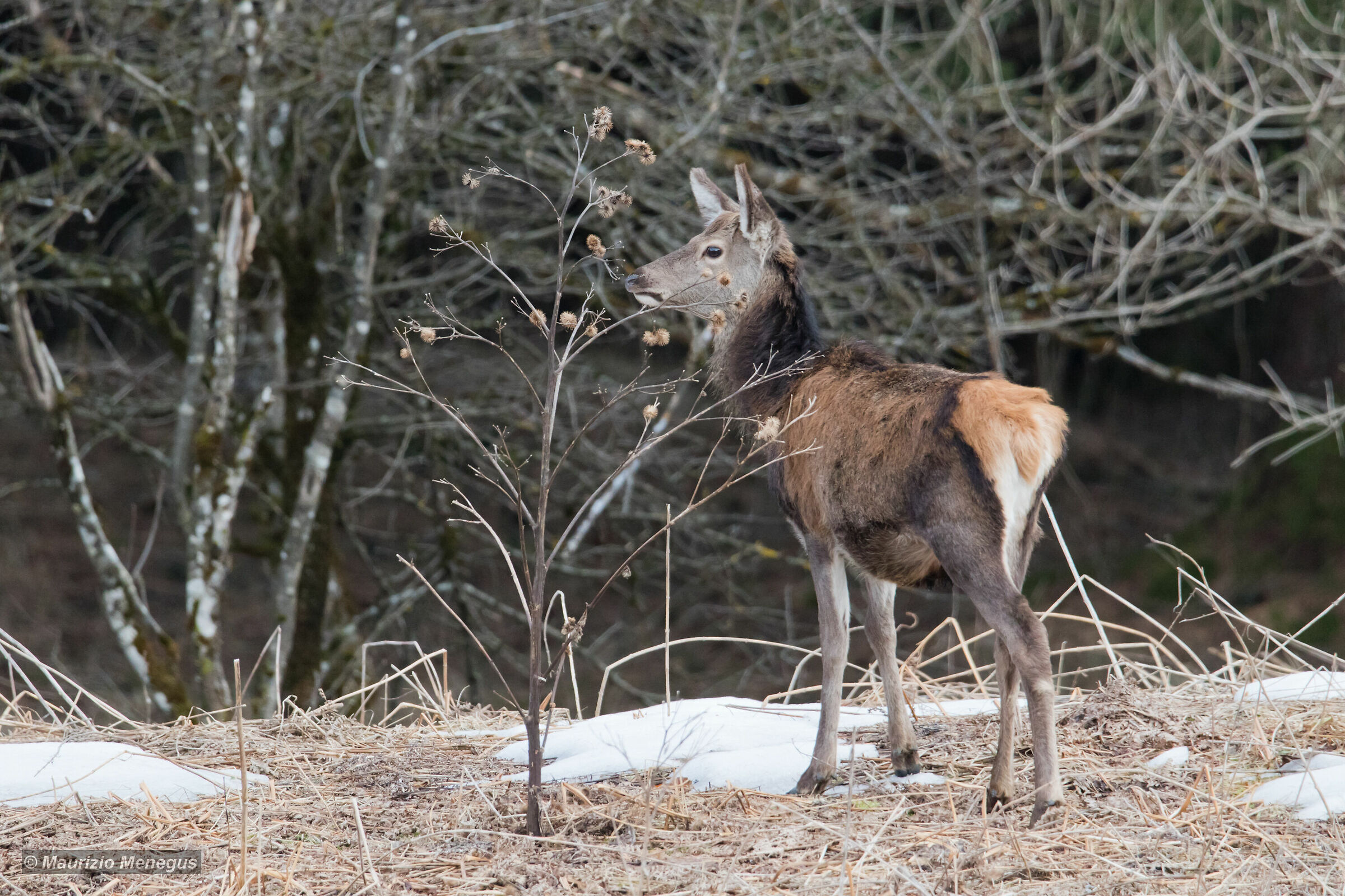 Giovane cervo maschio al primo inverno