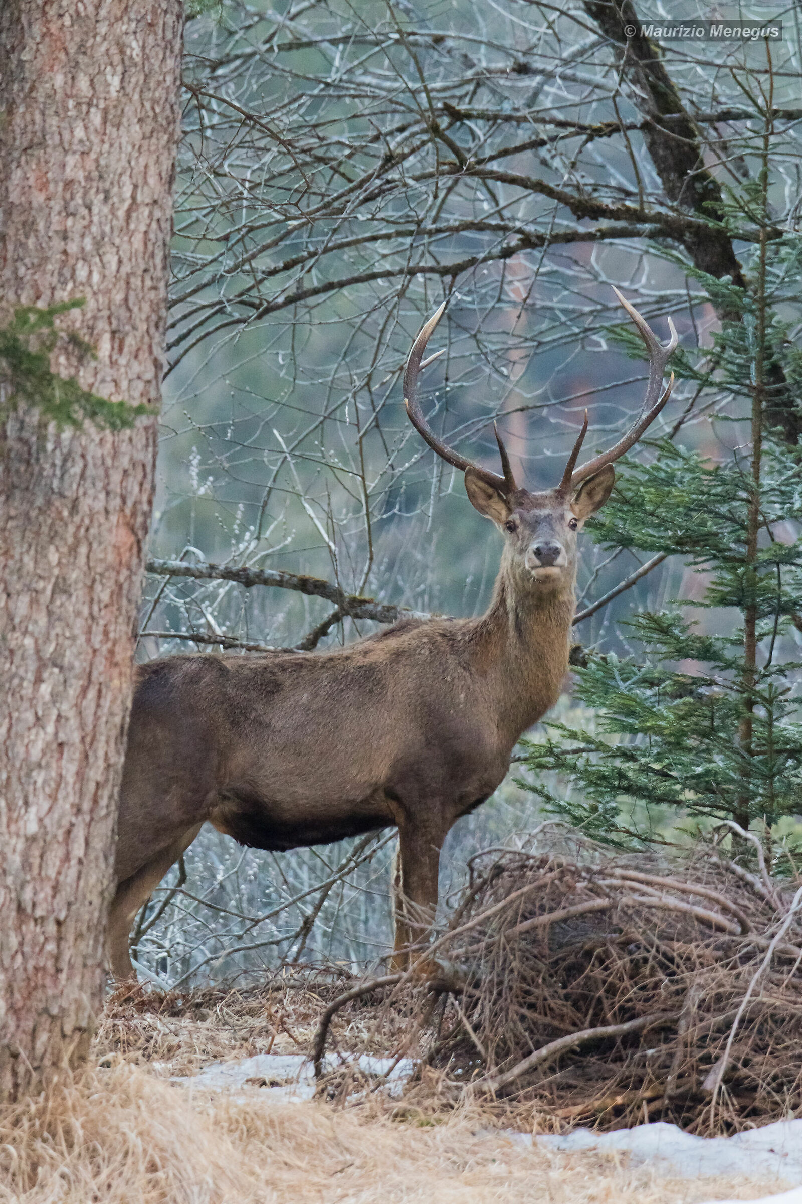 Cervo - taglio verticale