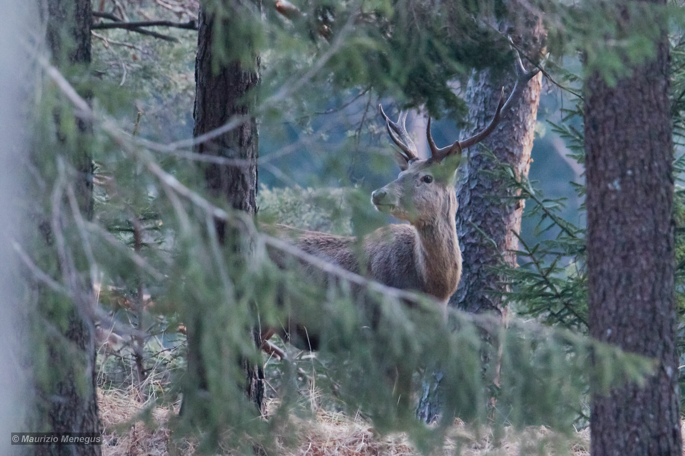Cervo maschio nella vegetazione
