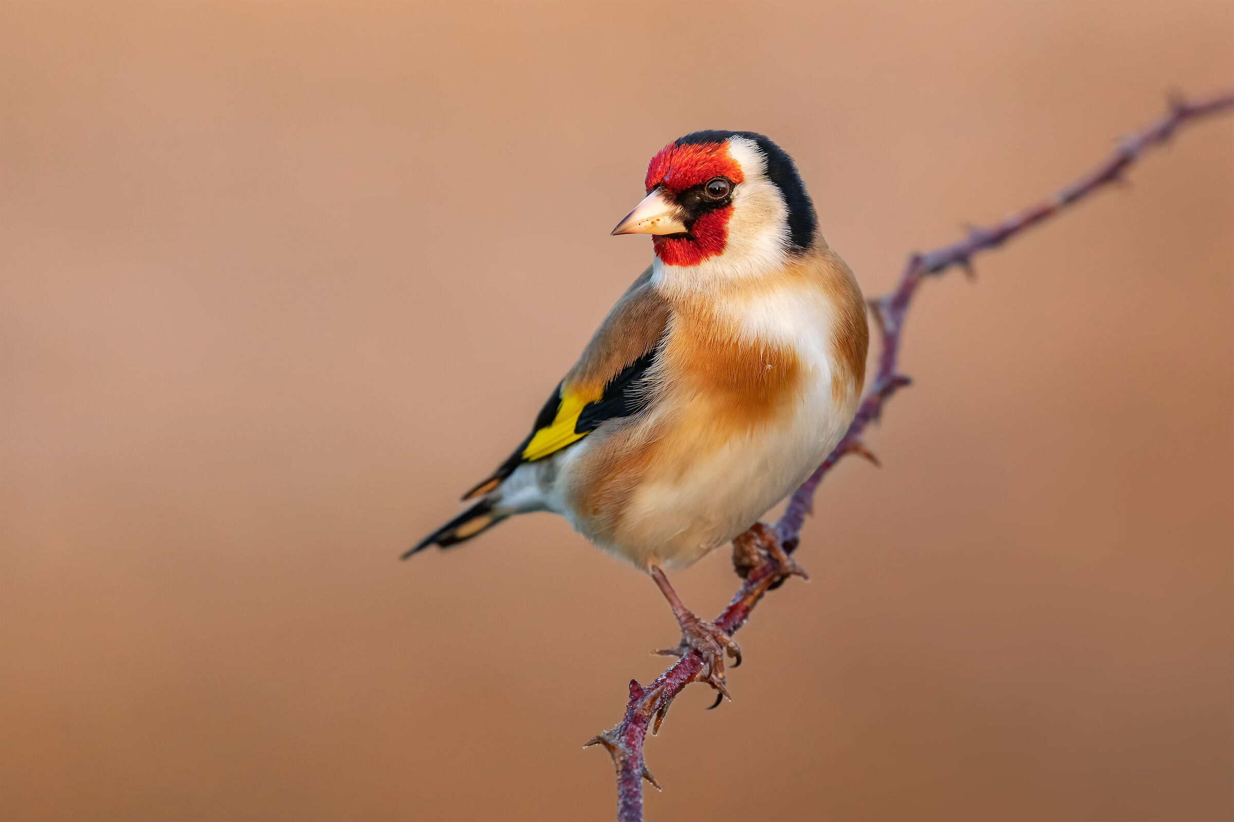 .. Goldfinch..