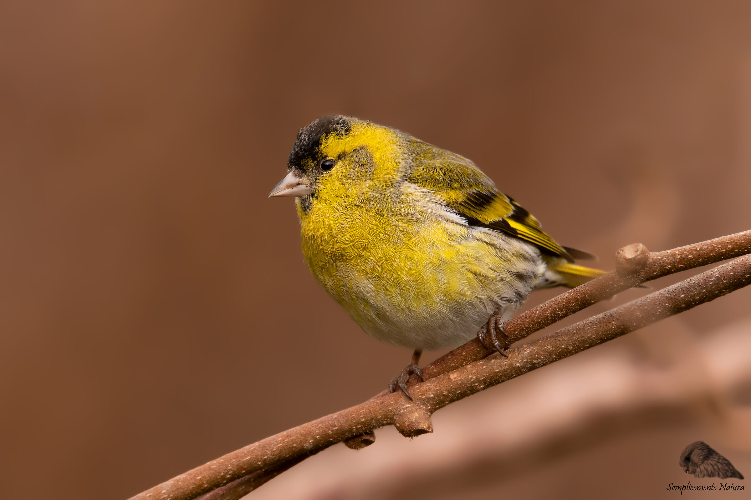 Lucherino (Spinus spinus)