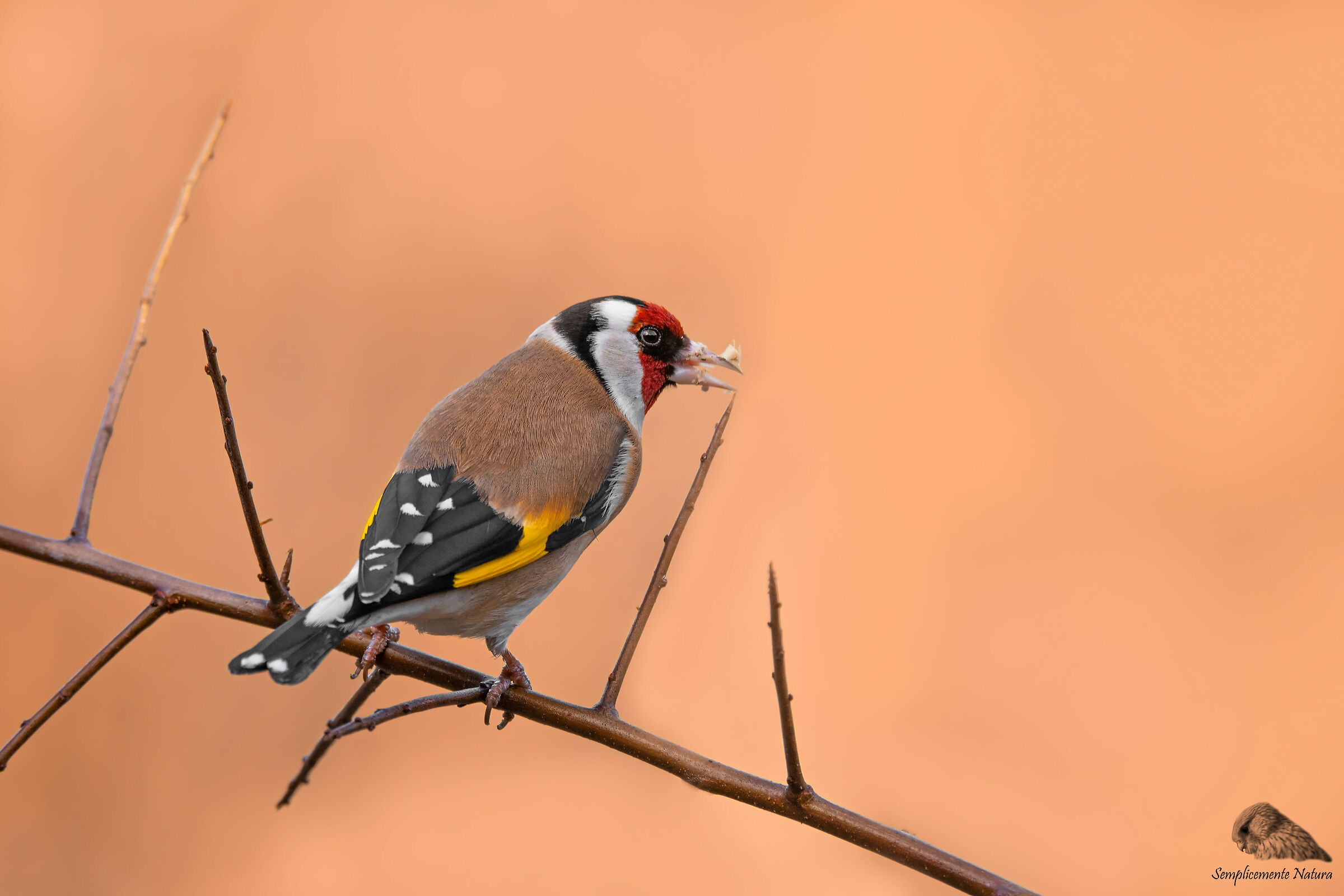 Cardellino (Carduelis carduelis)