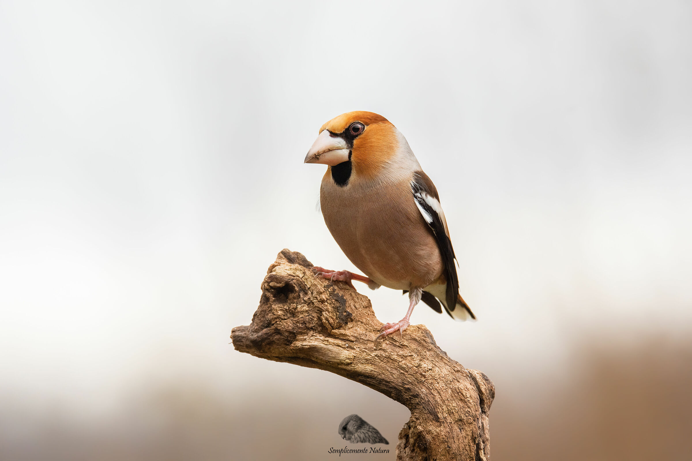 Frosone (Coccothraustes coccothraustes)