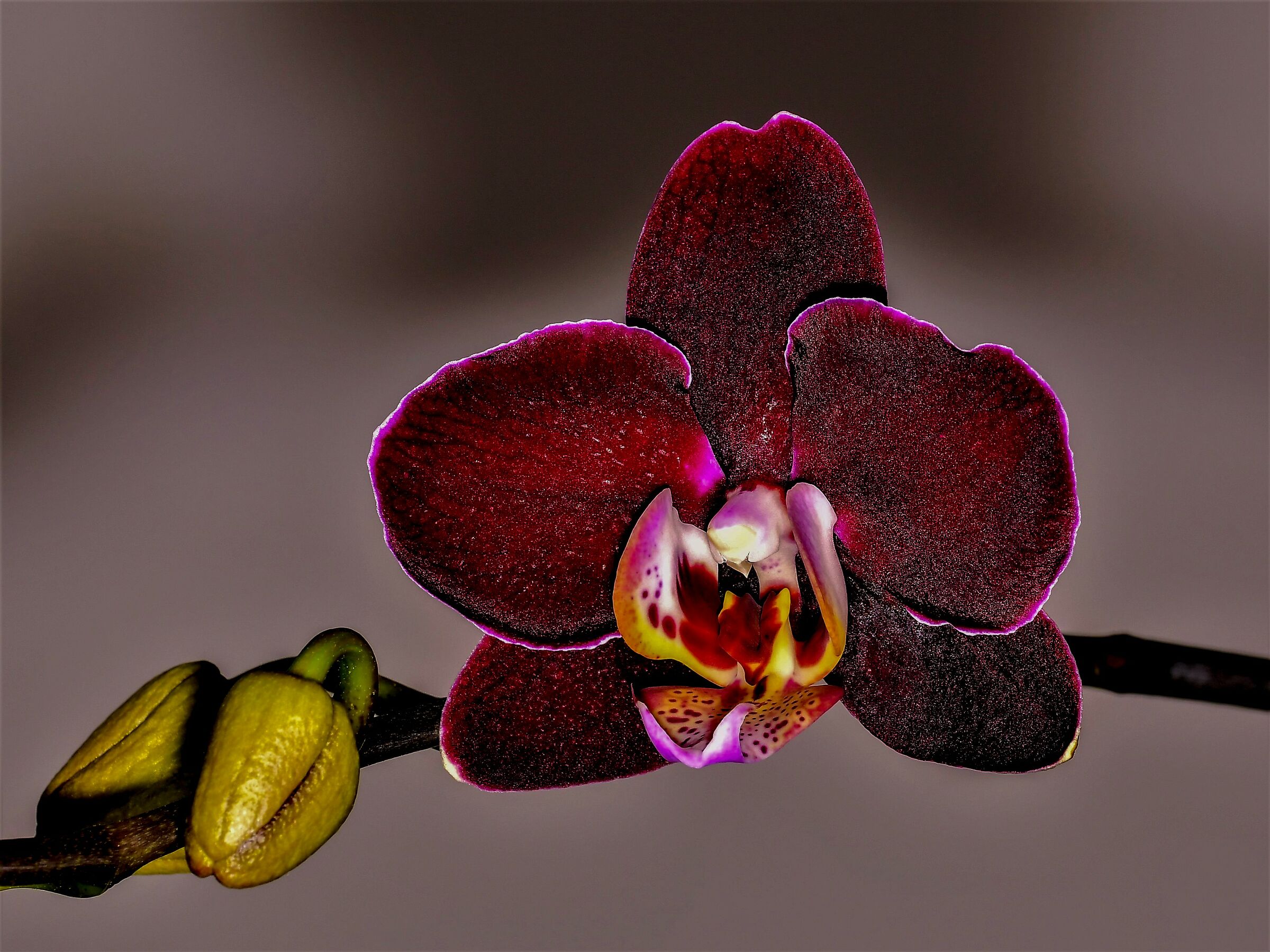 Orchid