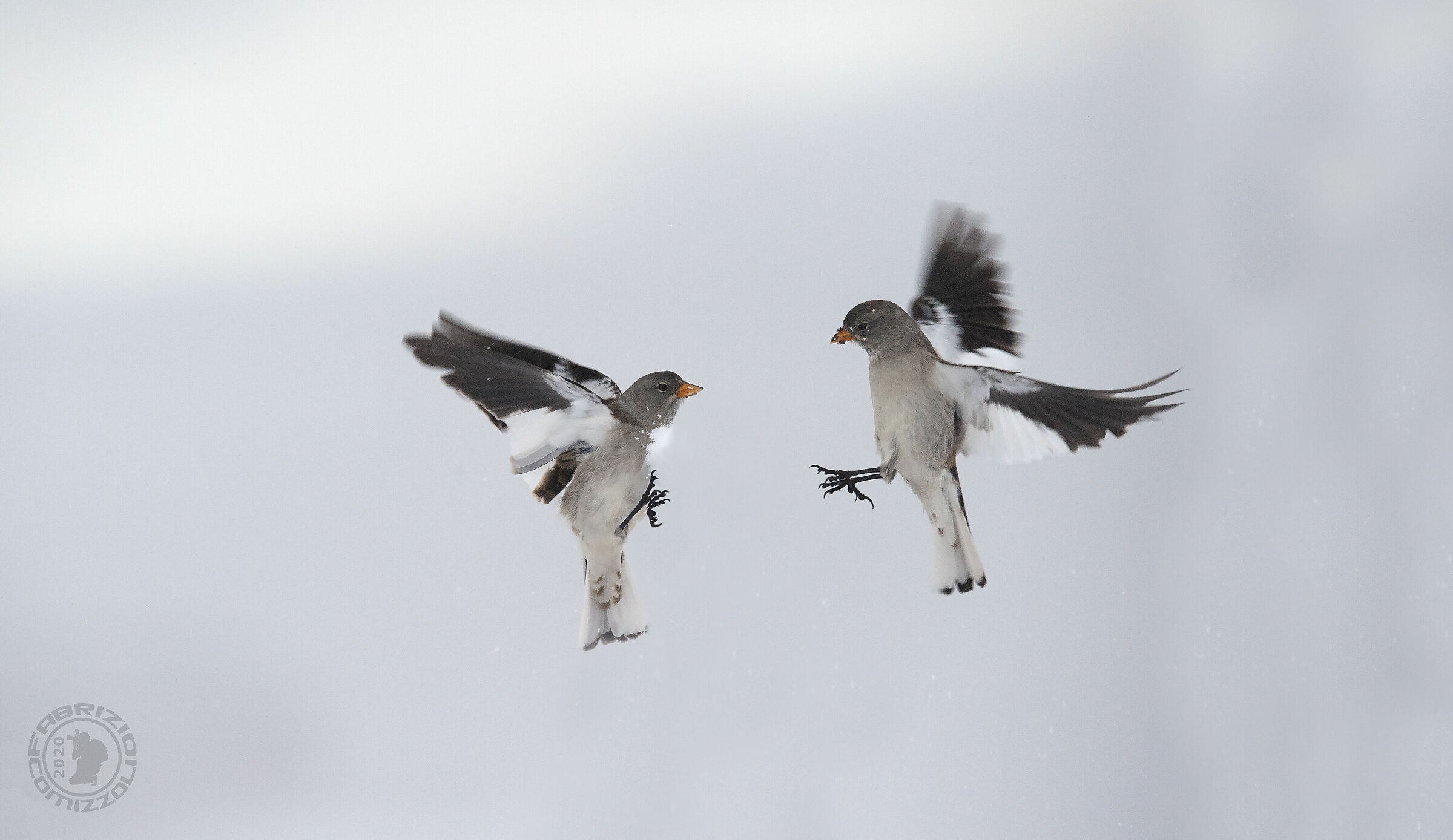 Fringuello alpino (Montifringilla nivalis)