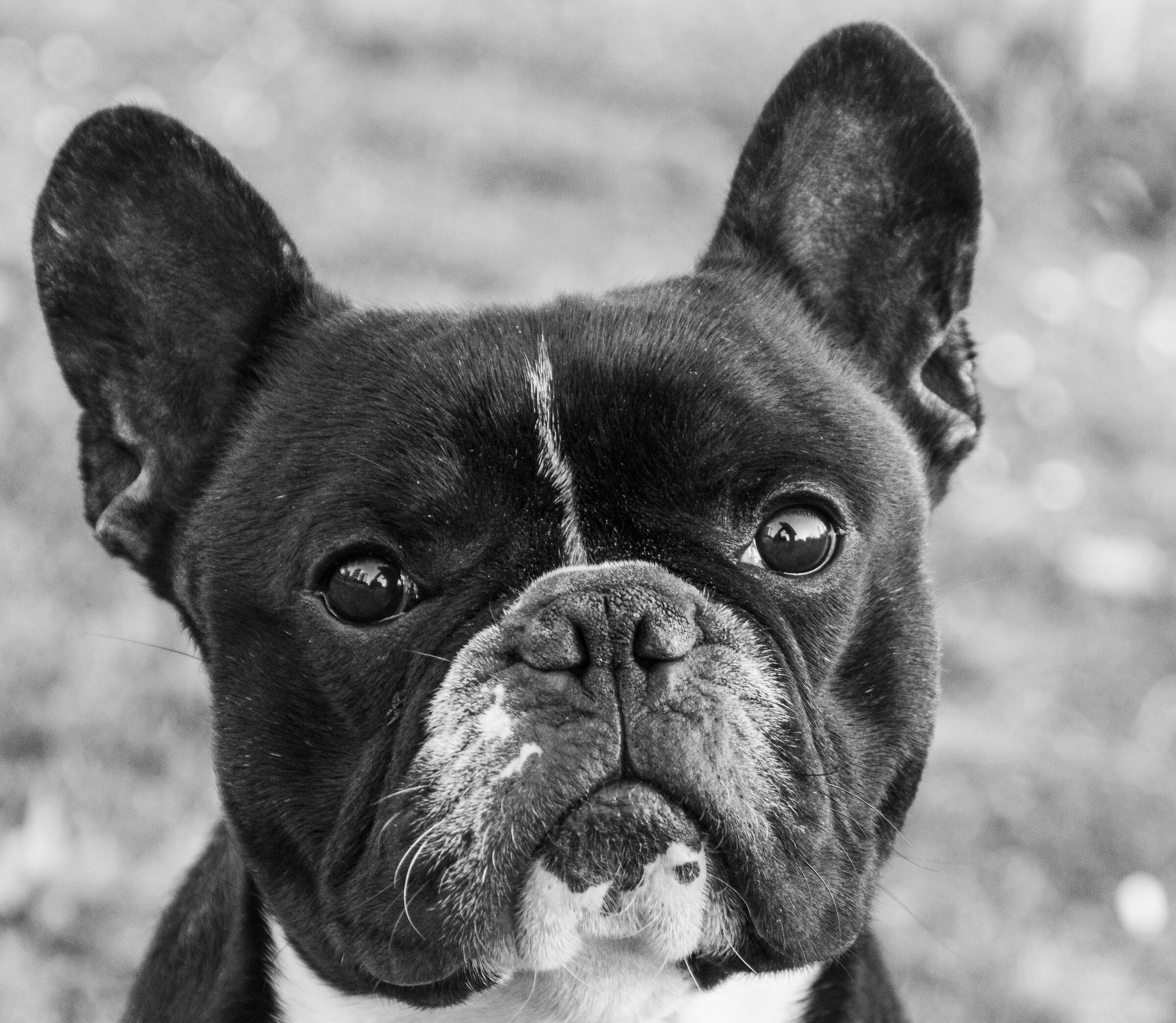 Il mio amico Cesare!