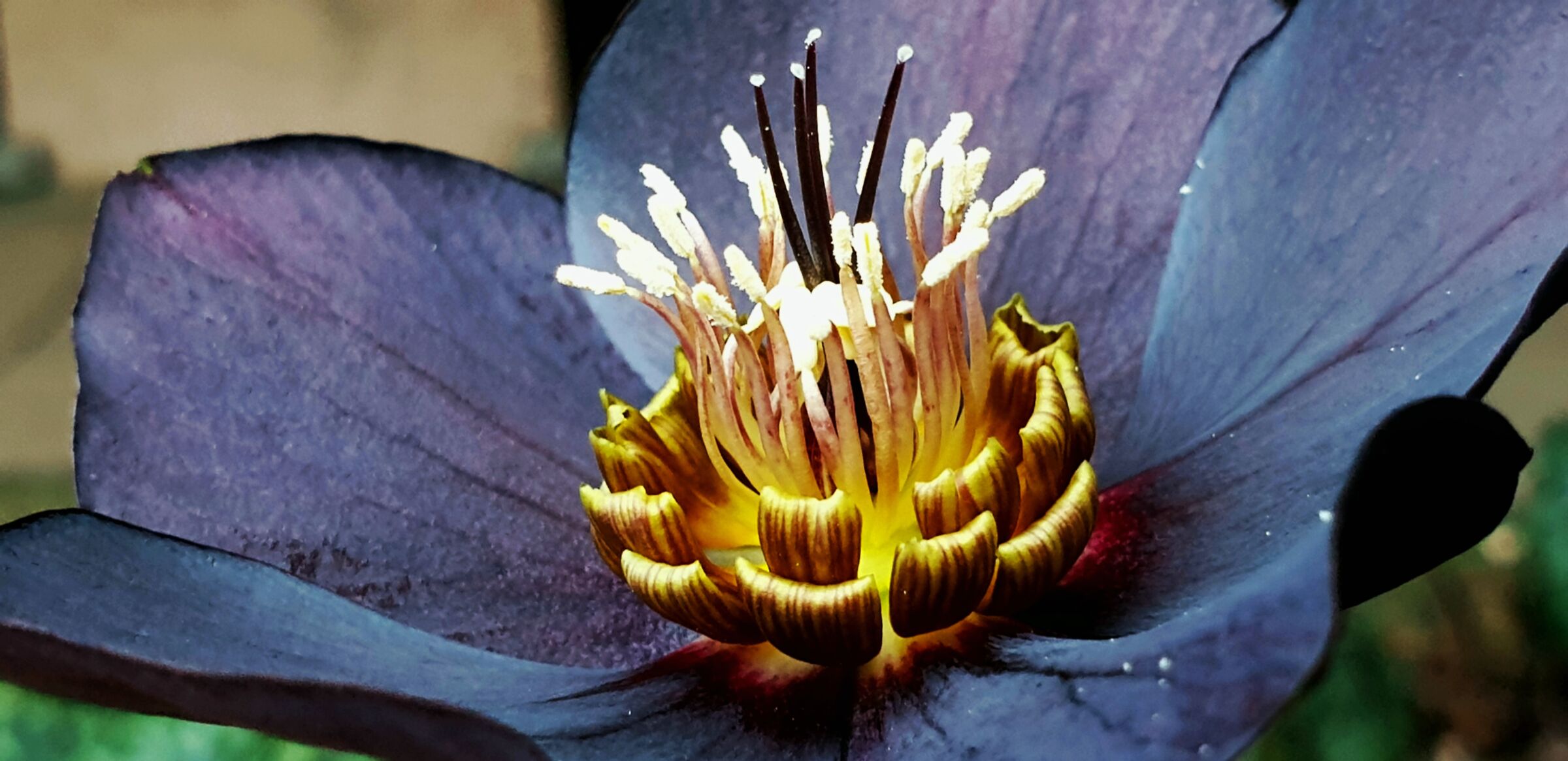 Helleborus blue metallic